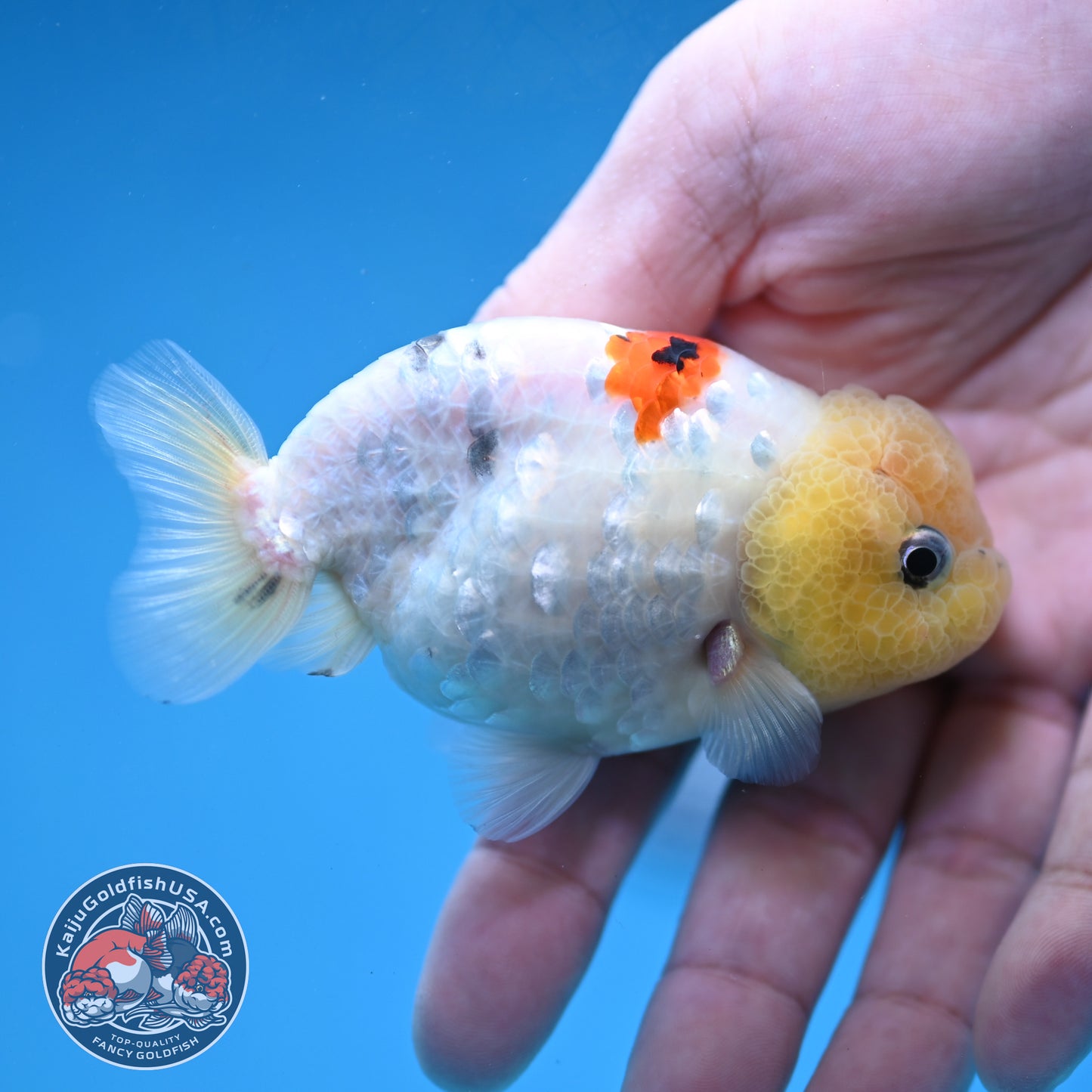 Ink Wash Lemonhead Ranchu 3 inch Body (260220_RC14)