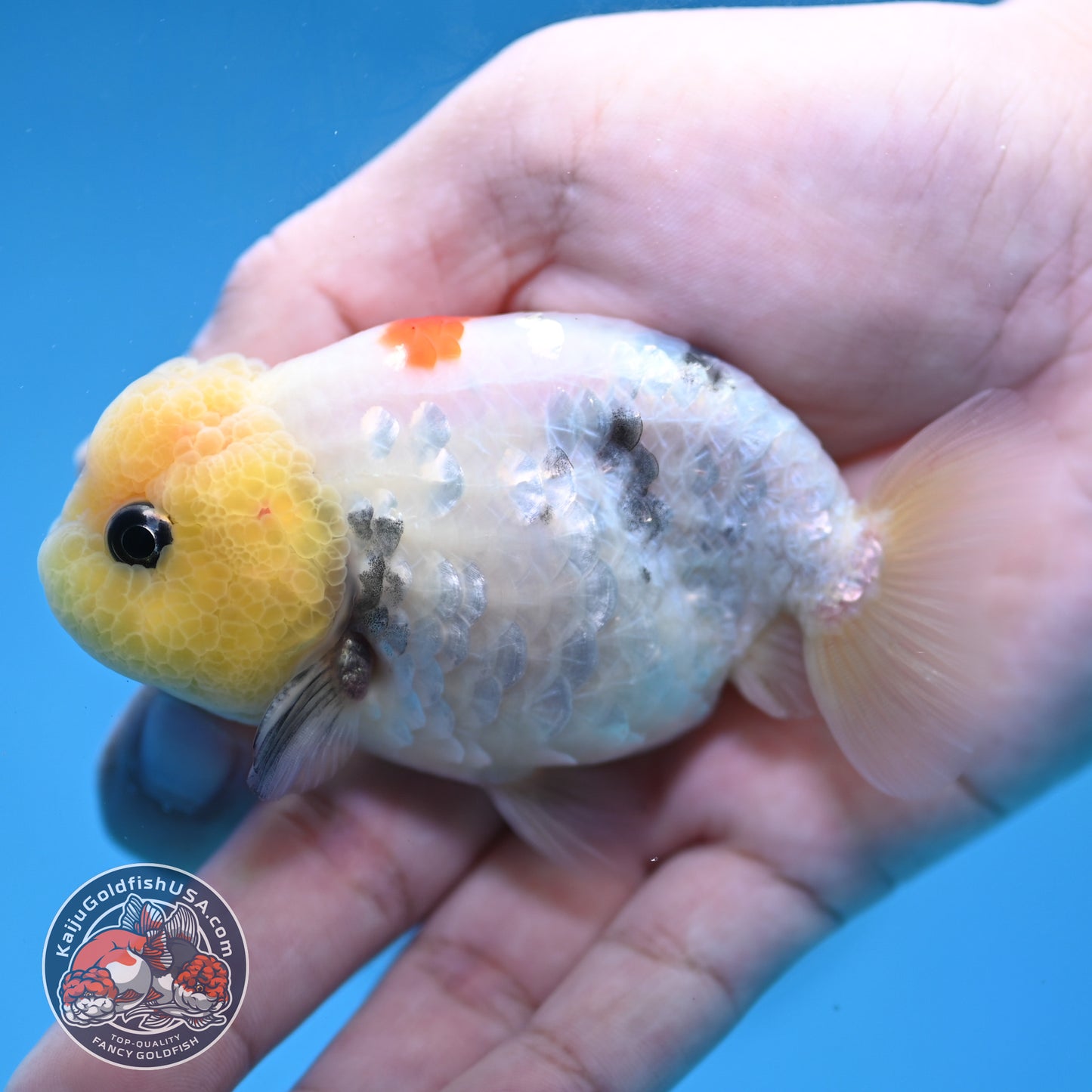 Ink Wash Lemonhead Ranchu 3 inch Body (260220_RC14)