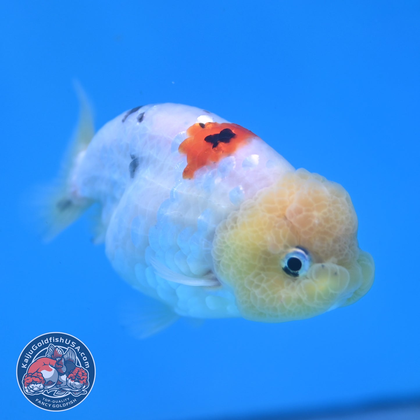Ink Wash Lemonhead Ranchu 3 inch Body (260220_RC14)