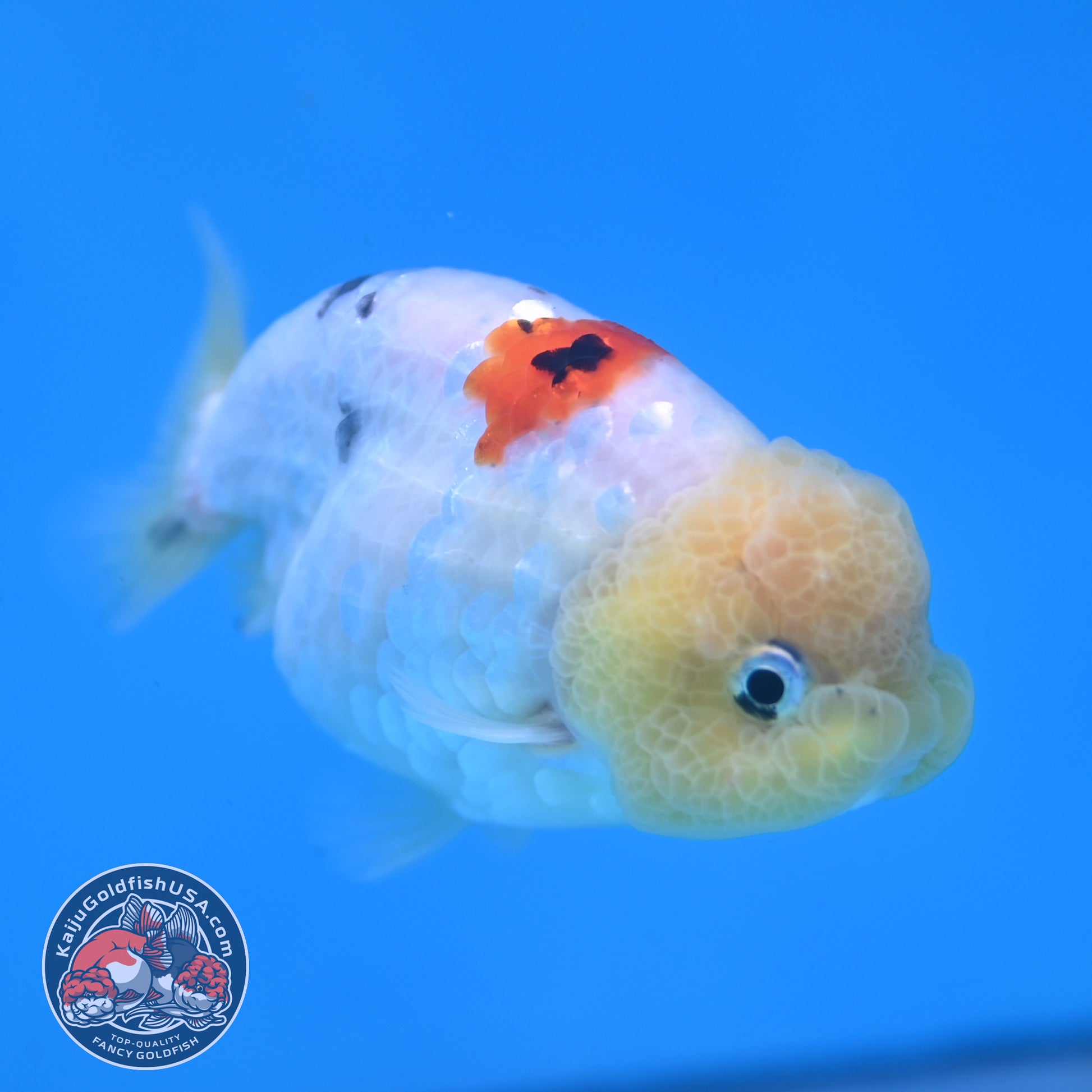 Ink Wash Lemonhead Ranchu 3 inch Body (260220_RC14)