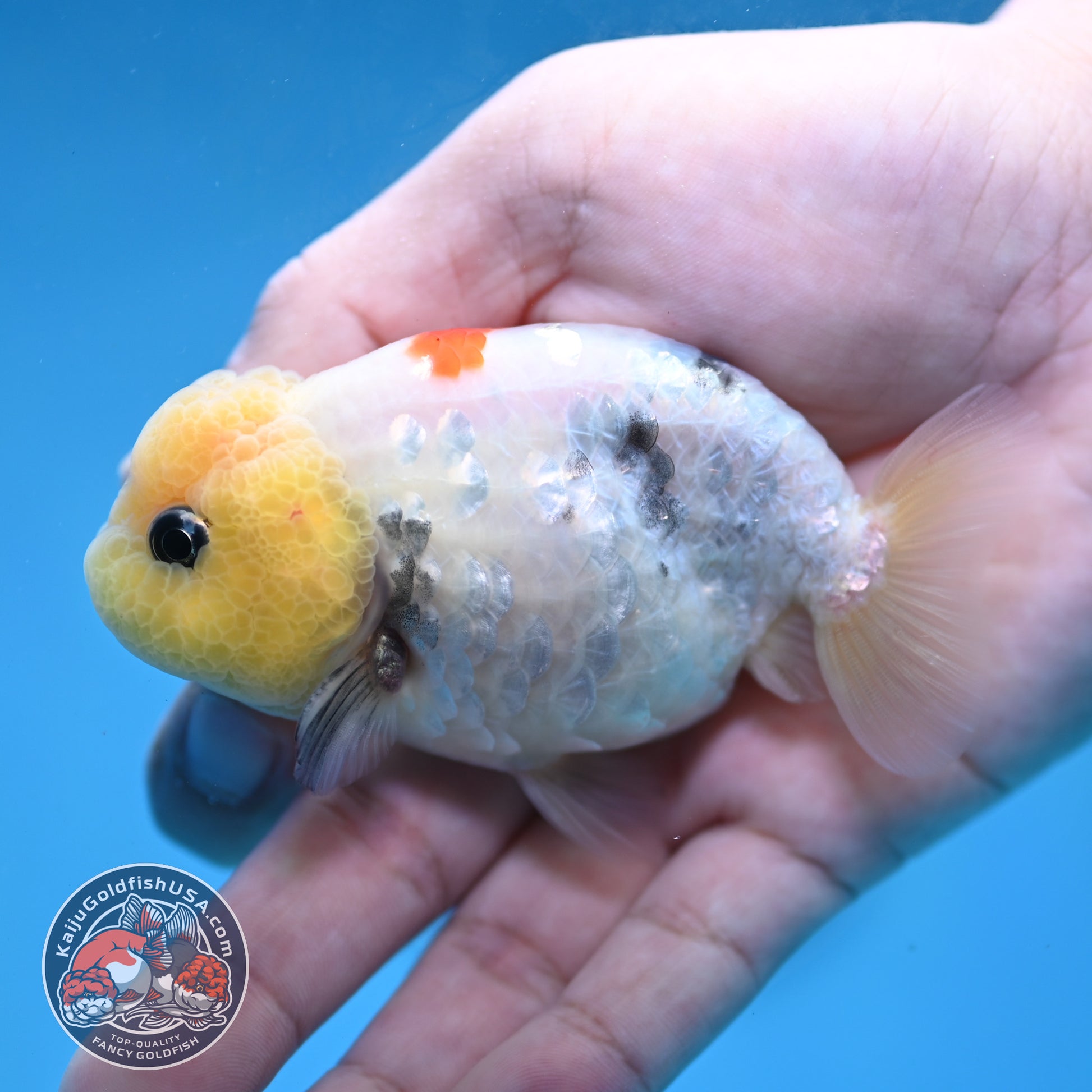 Ink Wash Lemonhead Ranchu 3 inch Body (260220_RC14)