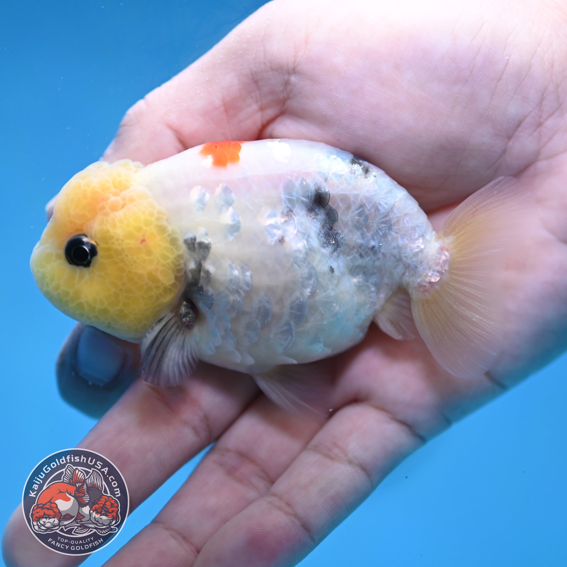 Ink Wash Lemonhead Ranchu 3 inch Body (260220_RC14)