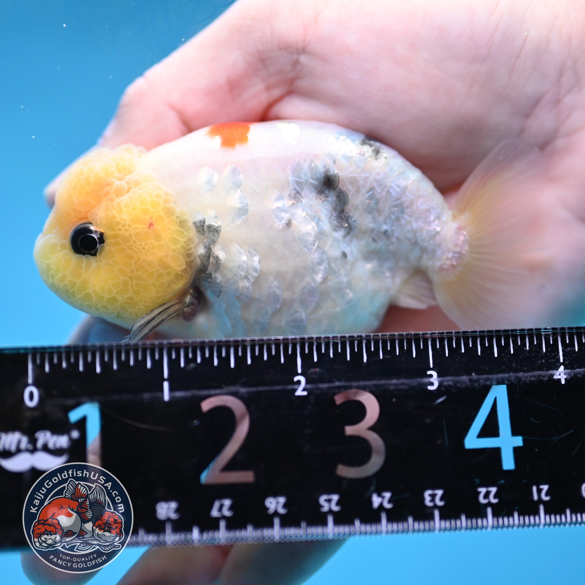 Ink Wash Lemonhead Ranchu 3 inch Body (260220_RC14)