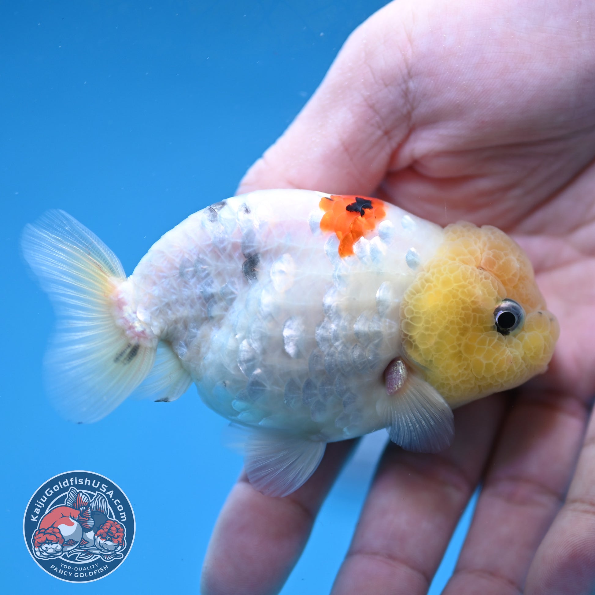 Ink Wash Lemonhead Ranchu 3 inch Body (260220_RC14)