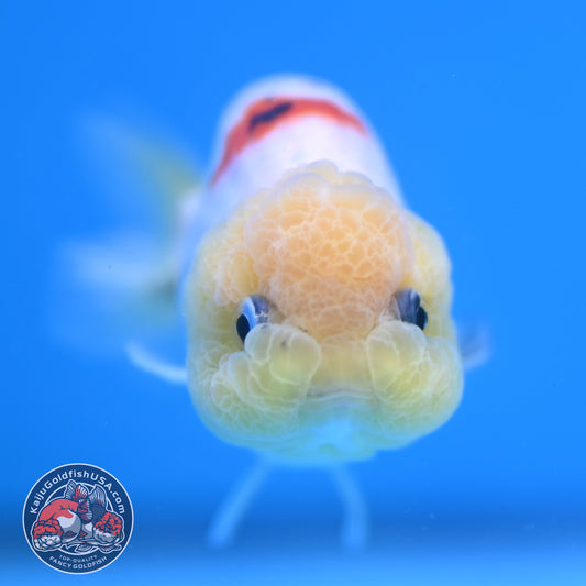Ink Wash Lemonhead Ranchu 3 inch Body (260220_RC14)