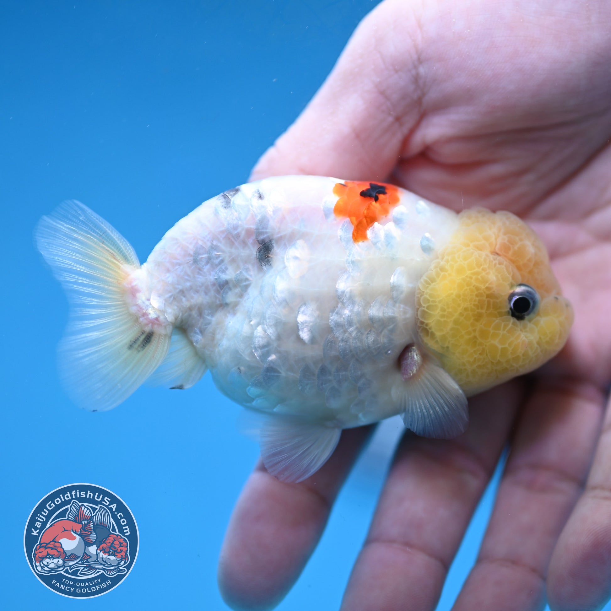 Ink Wash Lemonhead Ranchu 3 inch Body (260220_RC14)