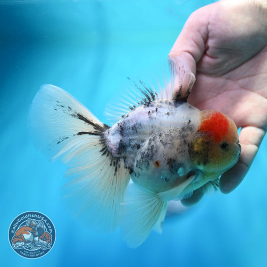 Ink Wash Orchid Tail Oranda 4 inch Body (260529_OR09)