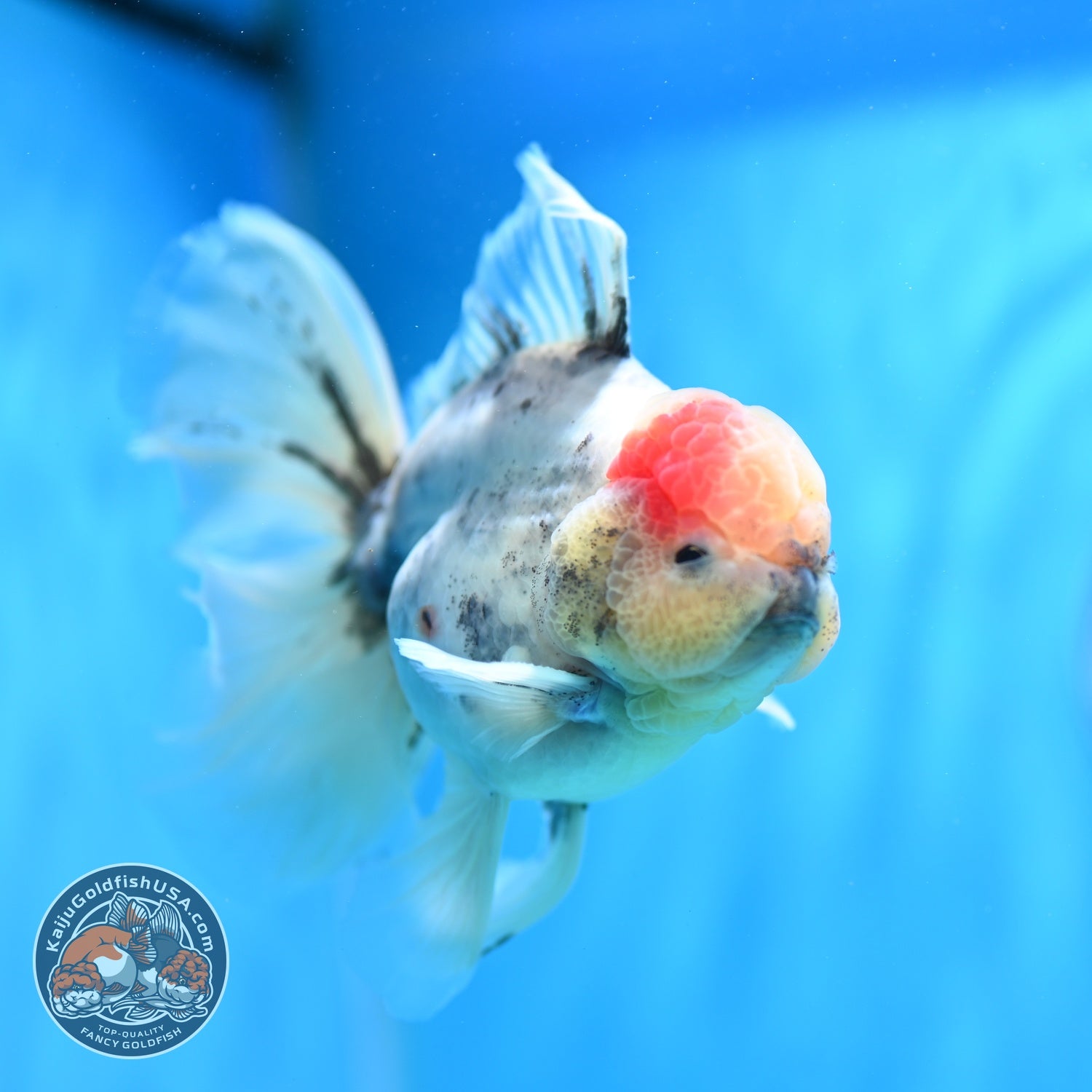 Ink Wash Orchid Tail Oranda 4 inch Body (260529_OR09)