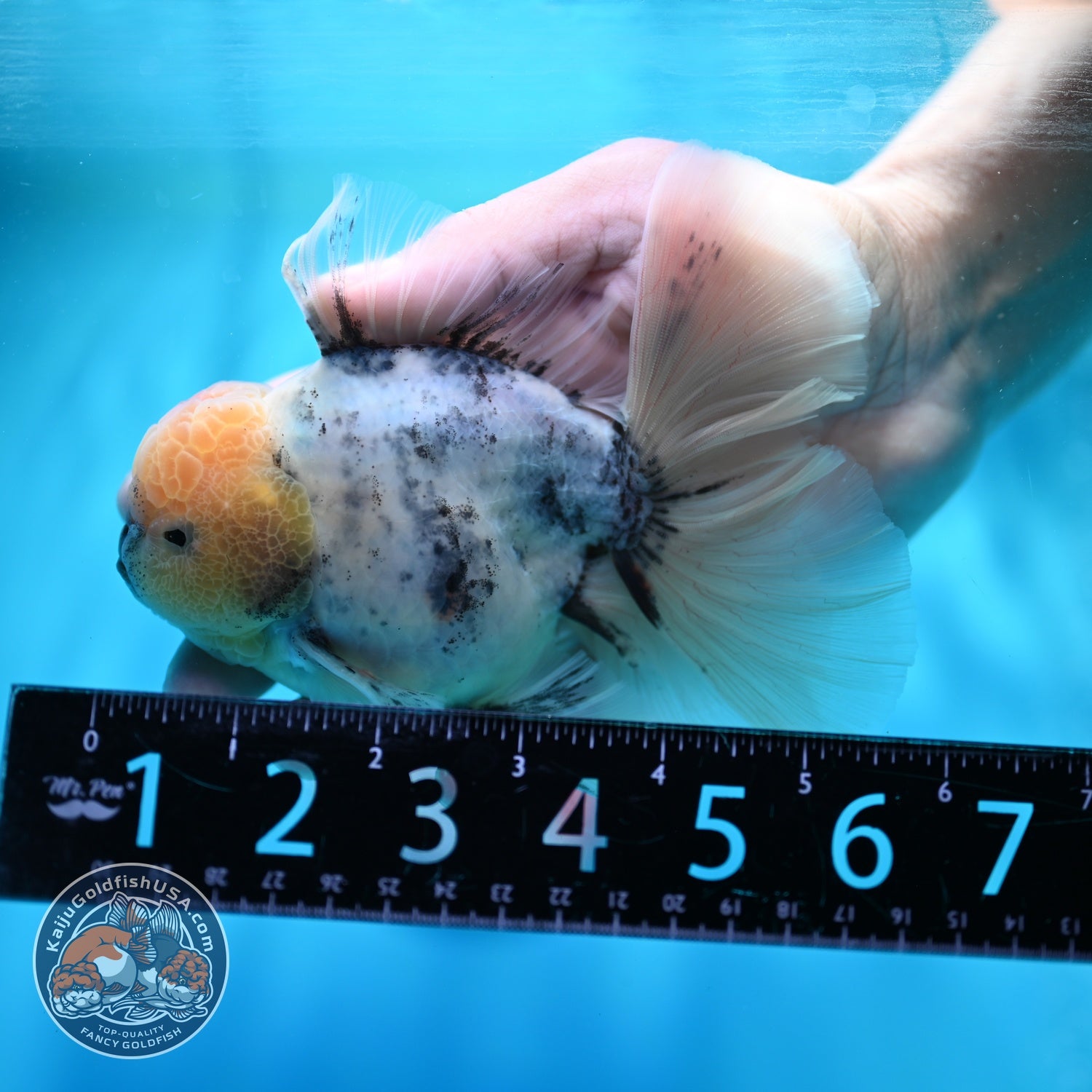Ink Wash Orchid Tail Oranda 4 inch Body (260529_OR09)