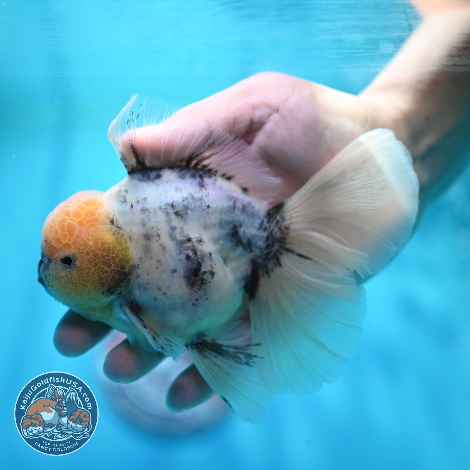 Ink Wash Orchid Tail Oranda 4 inch Body (260529_OR09)