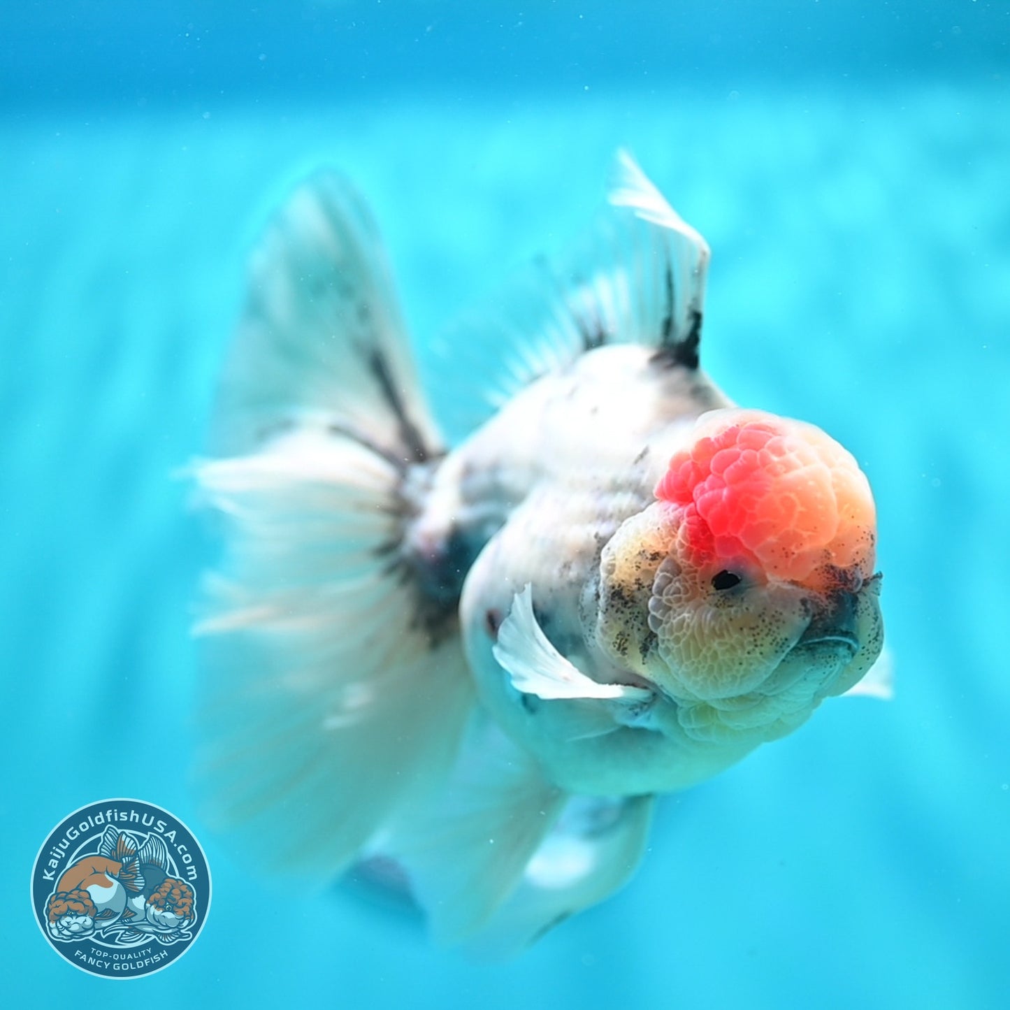 Ink Wash Orchid Tail Oranda 4 inch Body (260529_OR09)