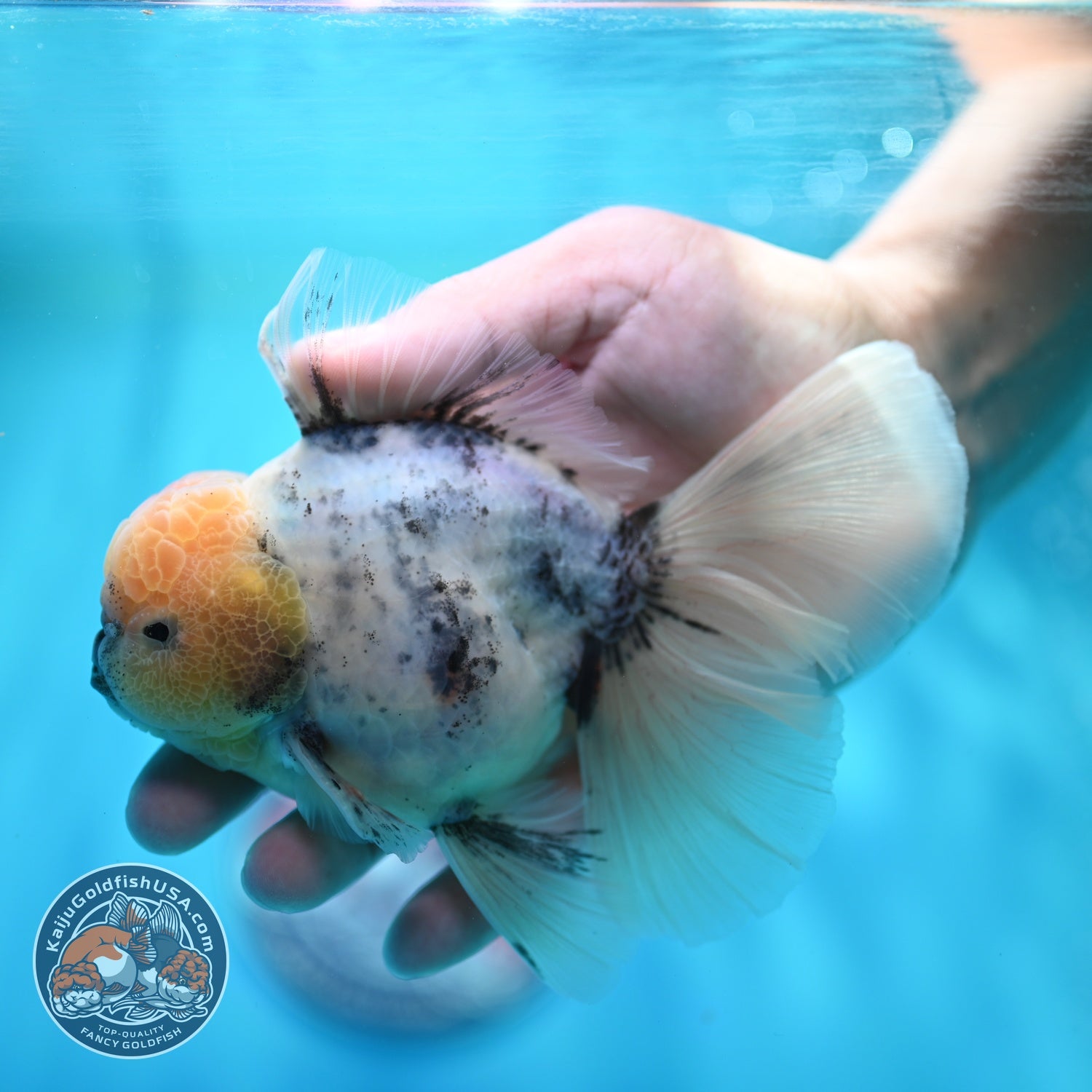 Ink Wash Orchid Tail Oranda 4 inch Body (260529_OR09)