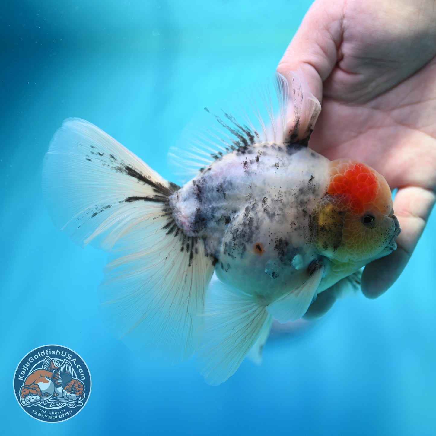 Ink Wash Orchid Tail Oranda 4 inch Body (260529_OR09)