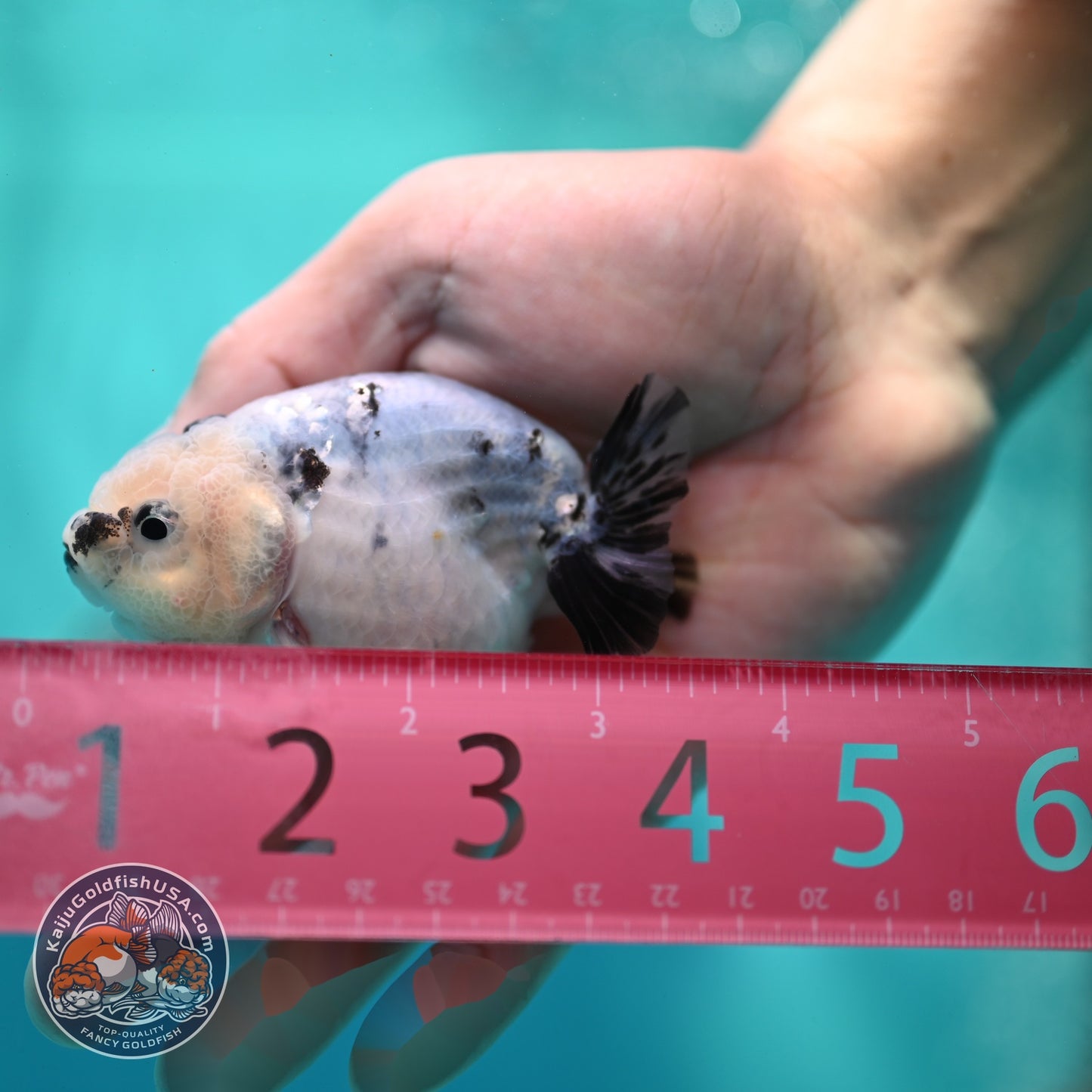 Ink Wash Ranchu 3 inch Body (260522_RC06)