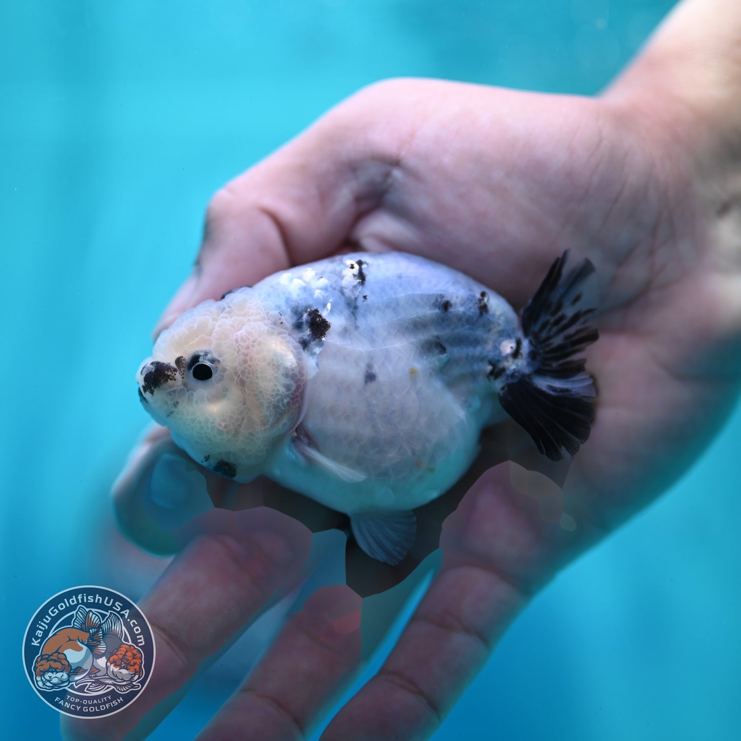 Ink Wash Ranchu 3 inch Body (260522_RC06)