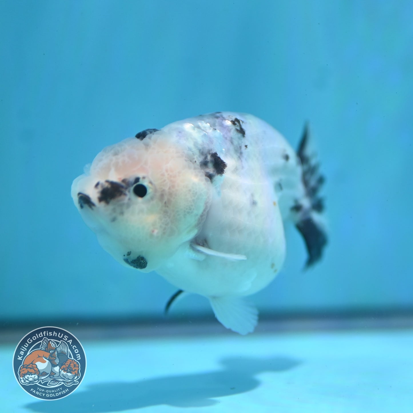 Ink Wash Ranchu 3 inch Body (260522_RC06)