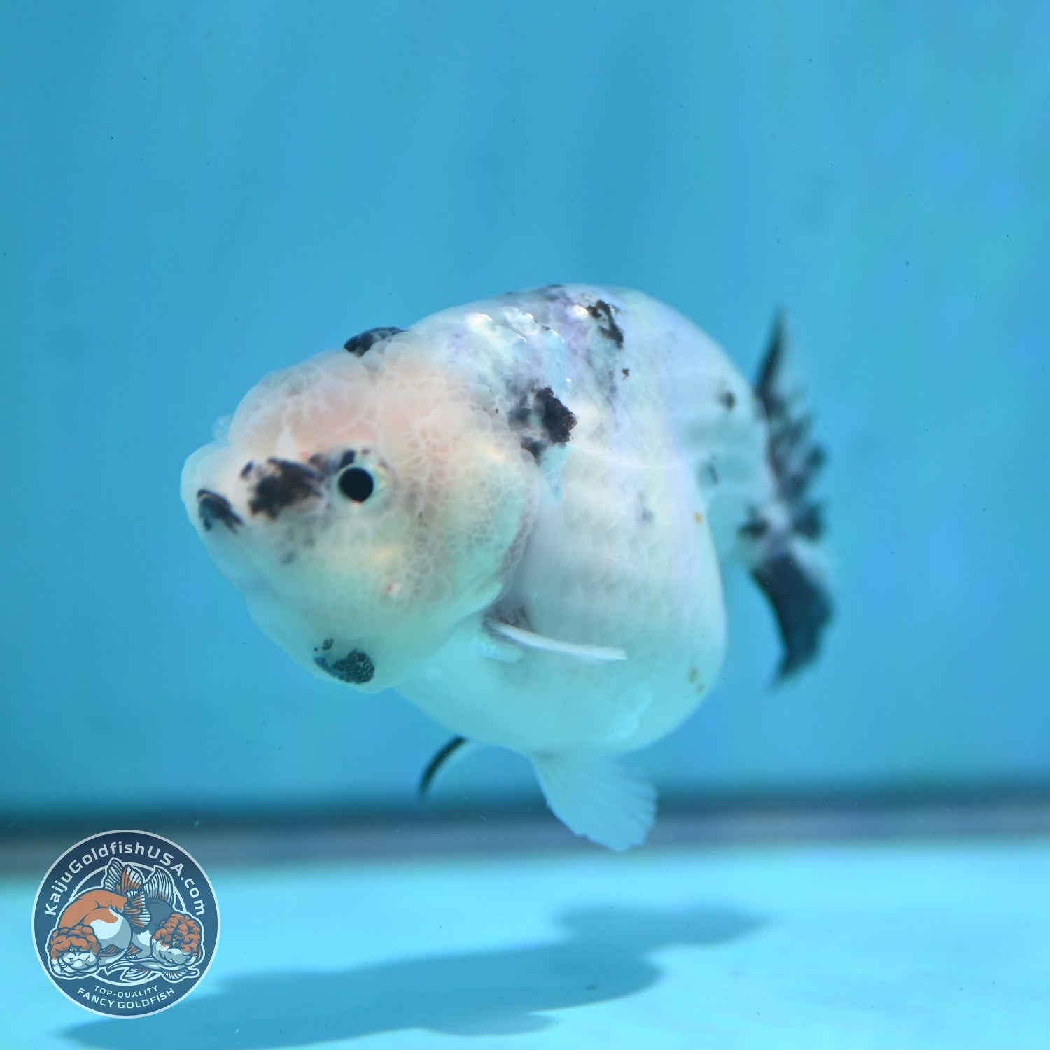 Ink Wash Ranchu 3 inch Body (260522_RC06)