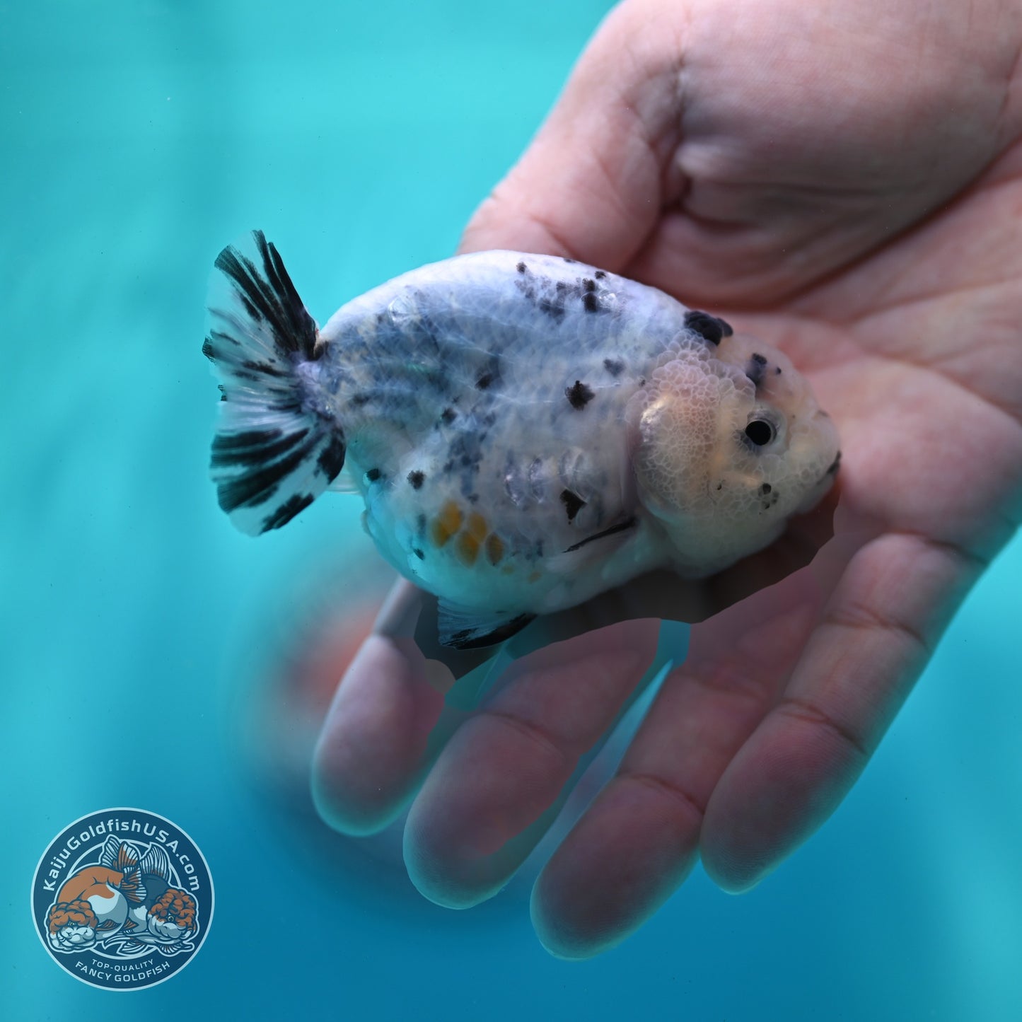 Ink Wash Ranchu 3 inch Body (260522_RC06)