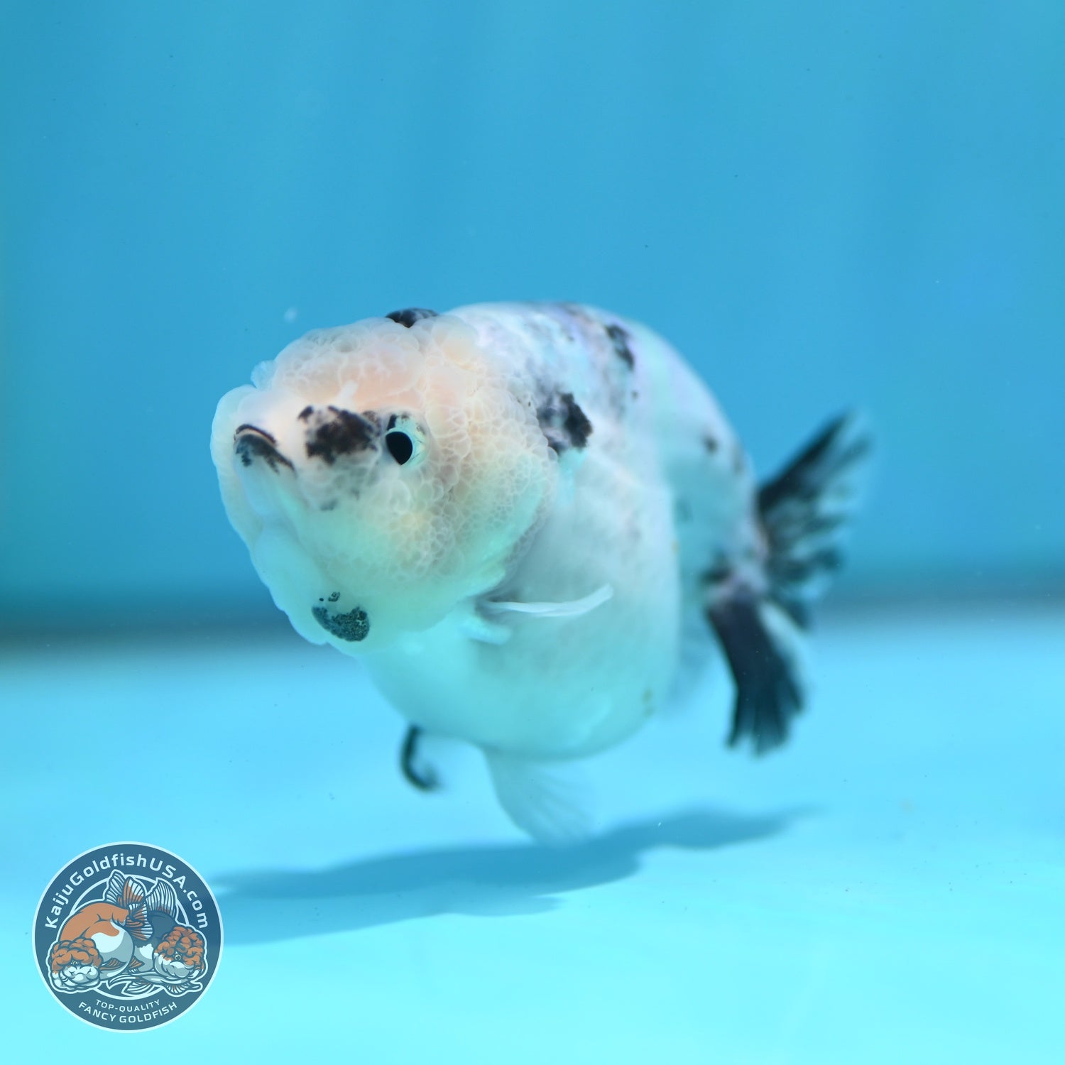Ink Wash Ranchu 3 inch Body (260522_RC06)