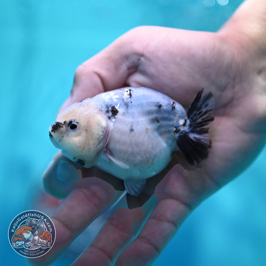 Ink Wash Ranchu 3 inch Body (260522_RC06)