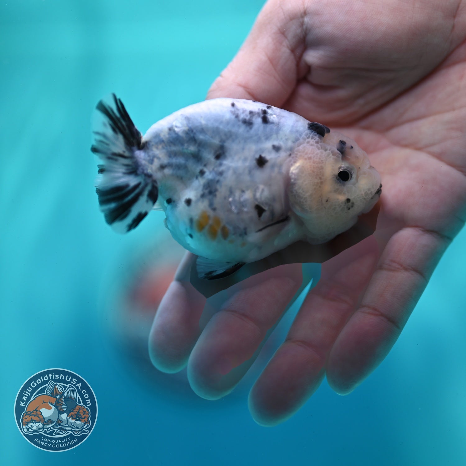 Ink Wash Ranchu 3 inch Body (260522_RC06)