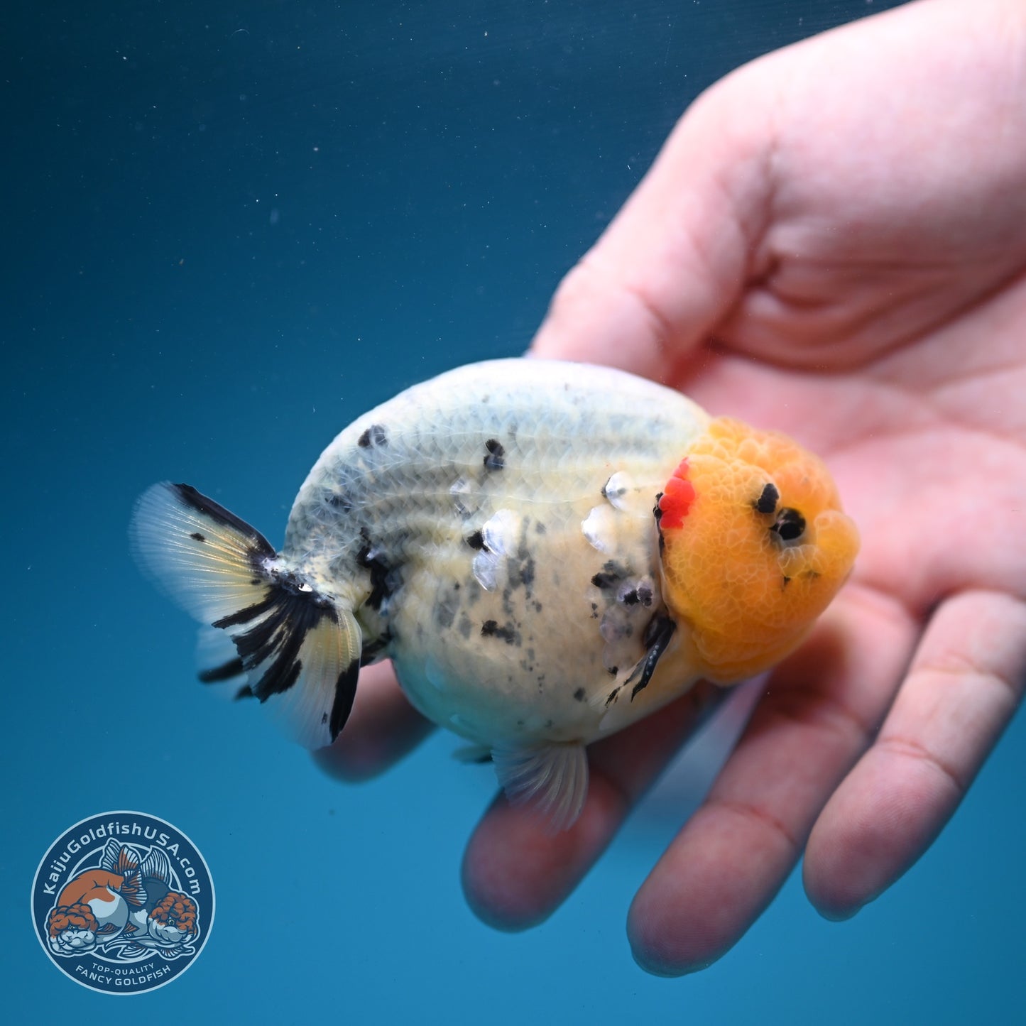 Ink Wash Ranchu 3 inch Body (260626_RC03)
