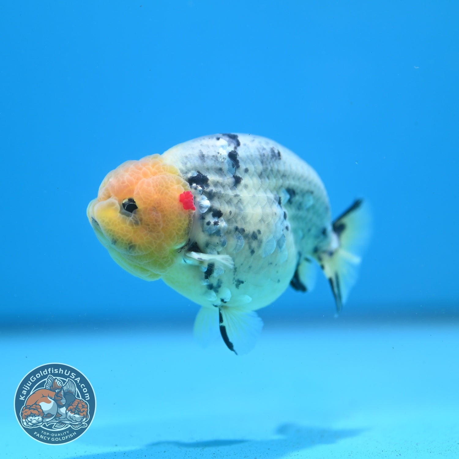Ink Wash Ranchu 3 inch Body (260626_RC03)