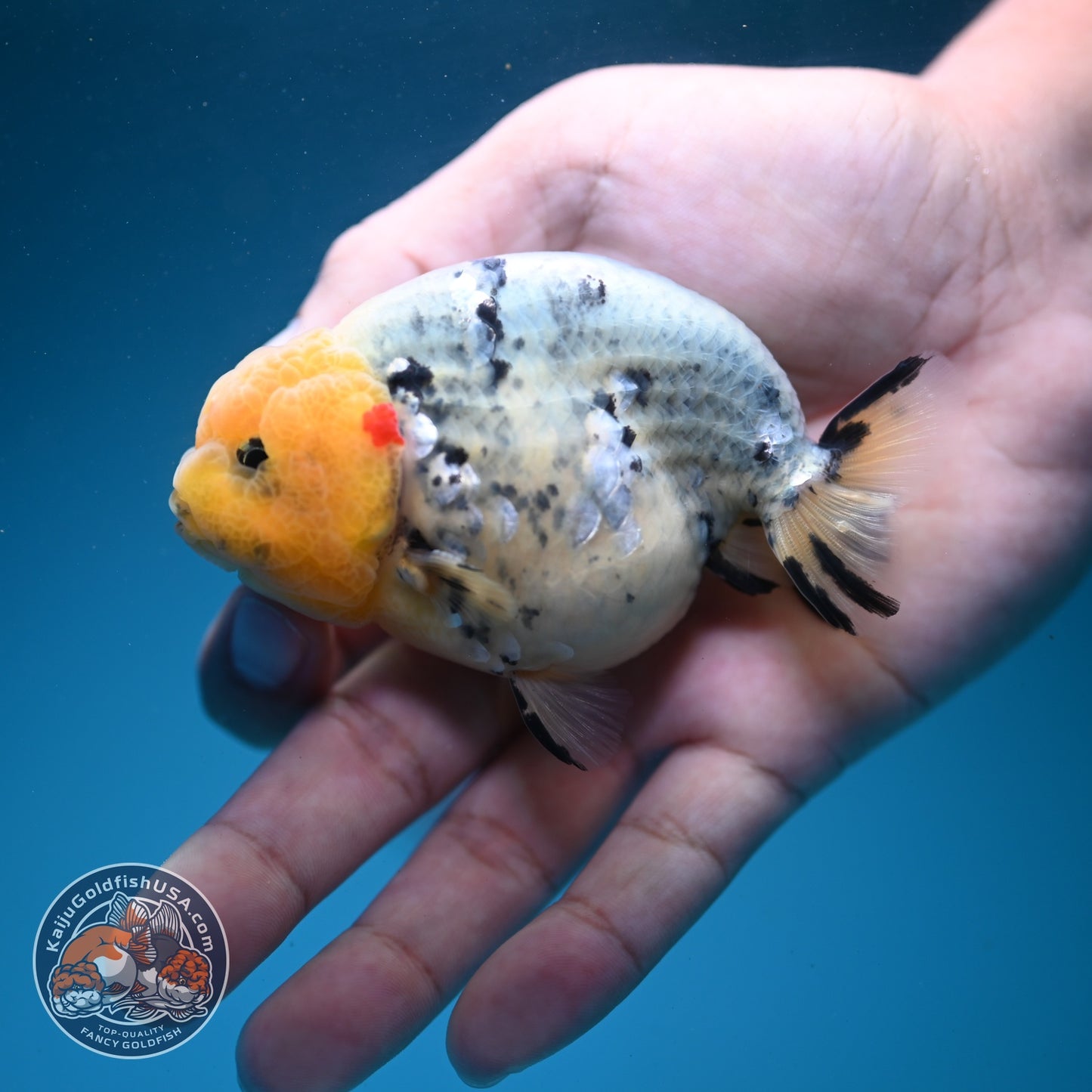 Ink Wash Ranchu 3 inch Body (260626_RC03)