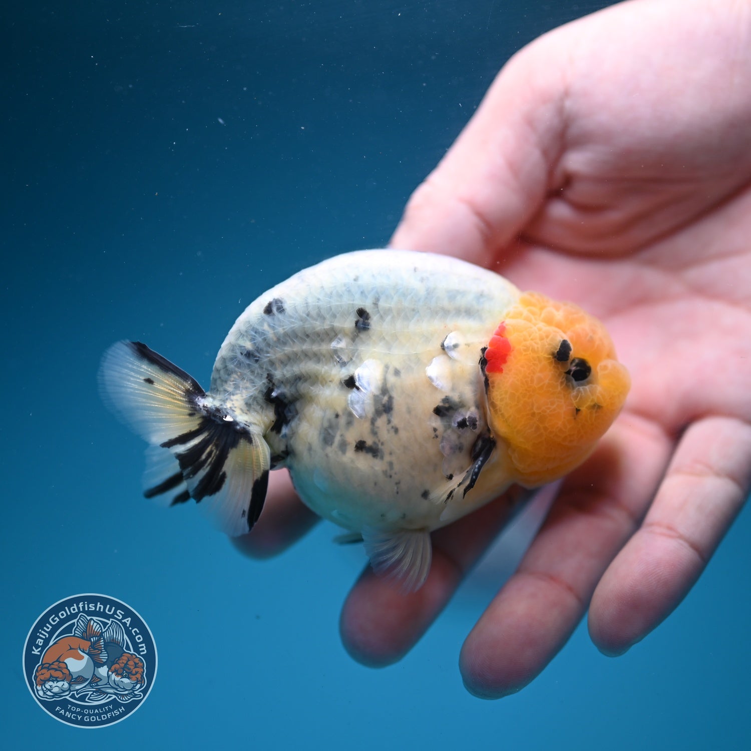 Ink Wash Ranchu 3 inch Body (260626_RC03)