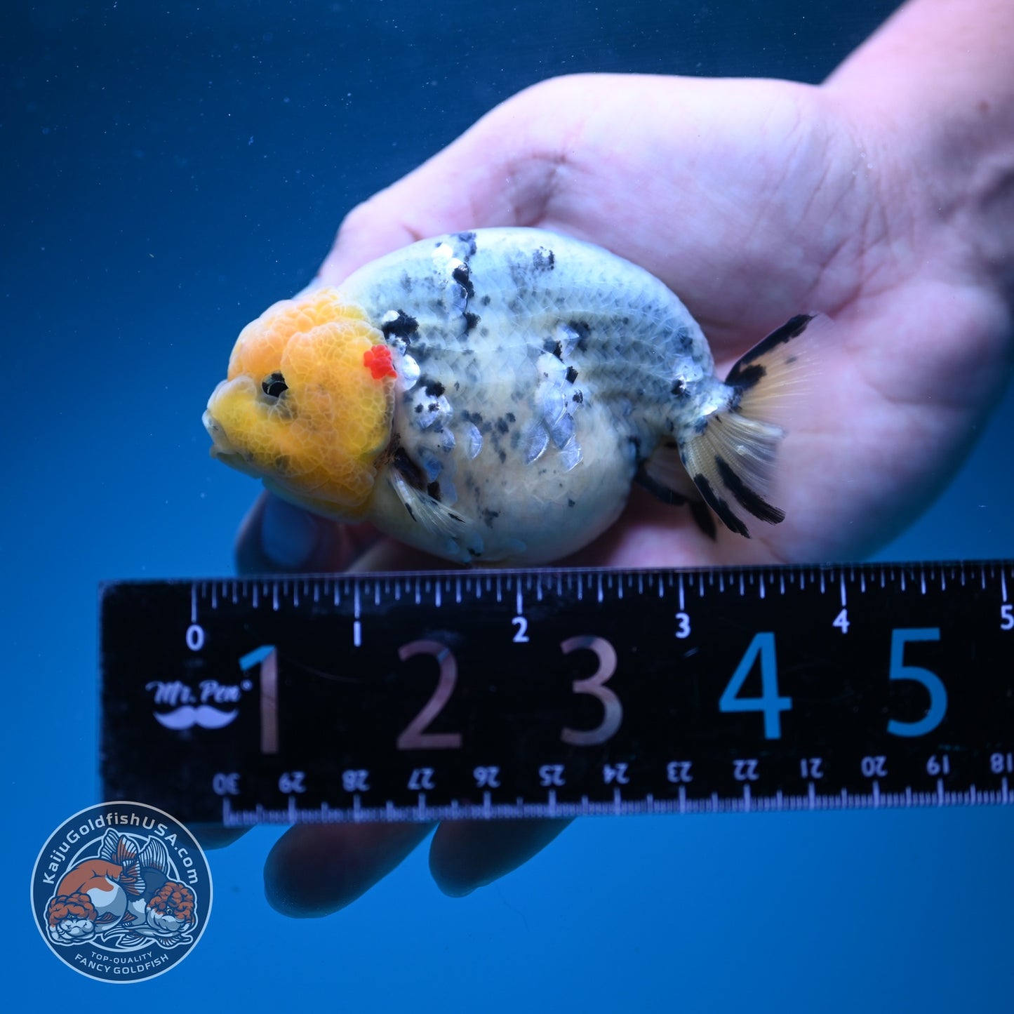 Ink Wash Ranchu 3 inch Body (260626_RC03)