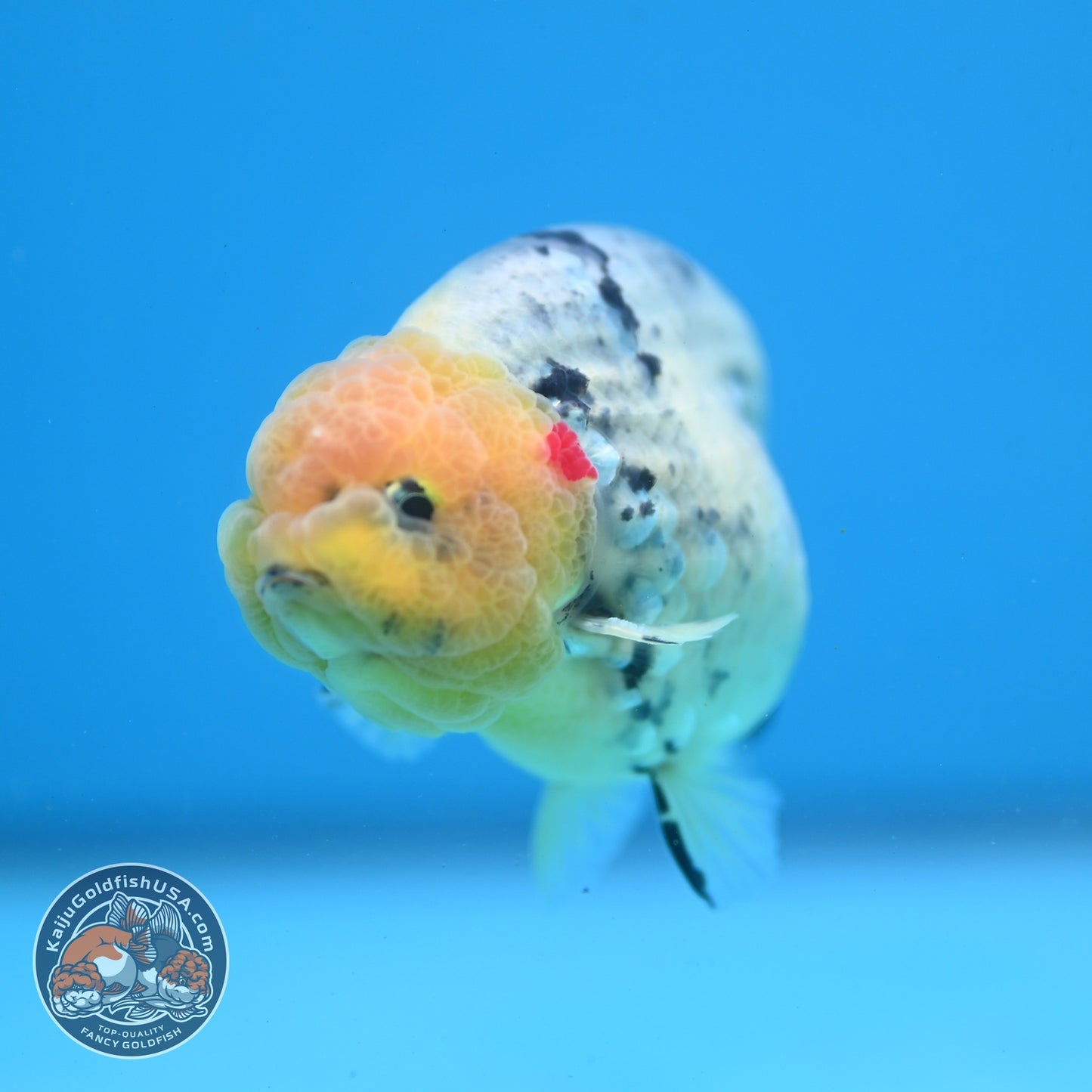 Ink Wash Ranchu 3 inch Body (260626_RC03)