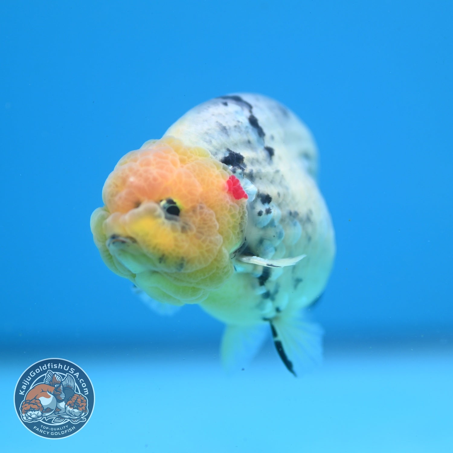 Ink Wash Ranchu 3 inch Body (260626_RC03)