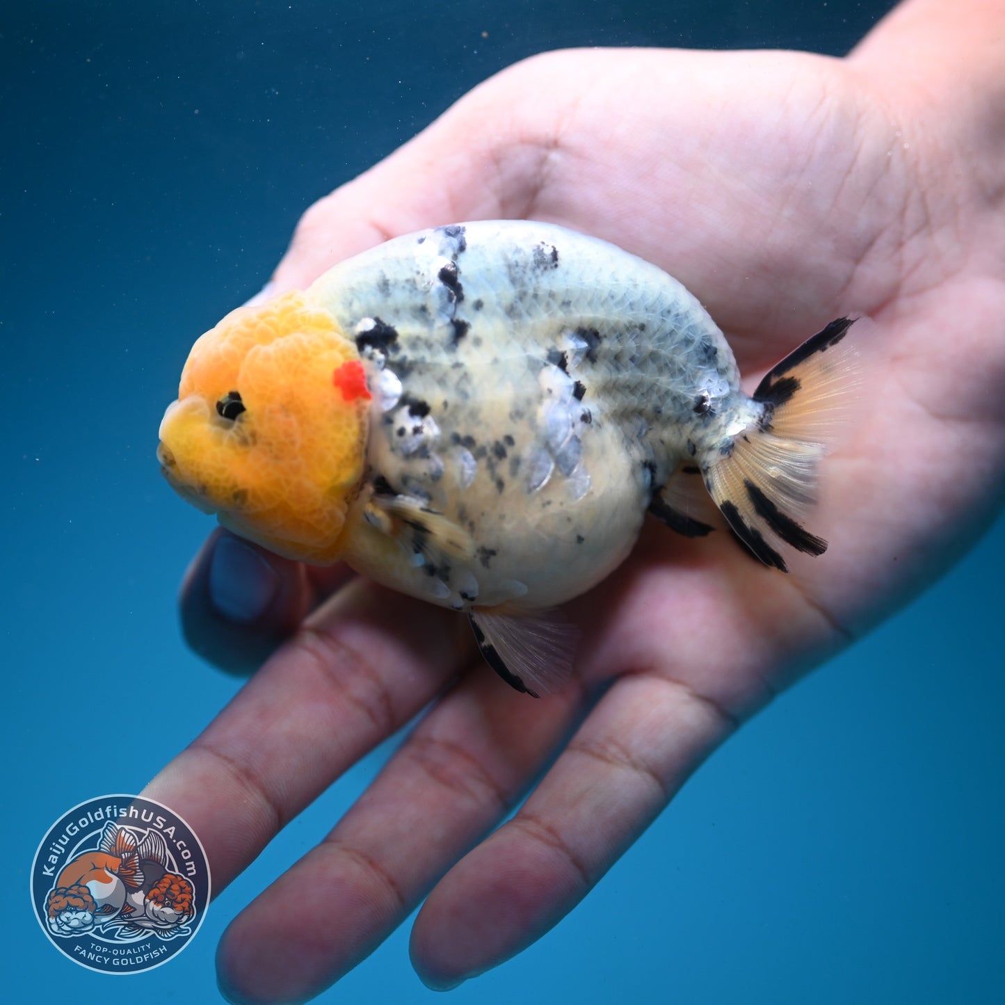 Ink Wash Ranchu 3 inch Body (260626_RC03)