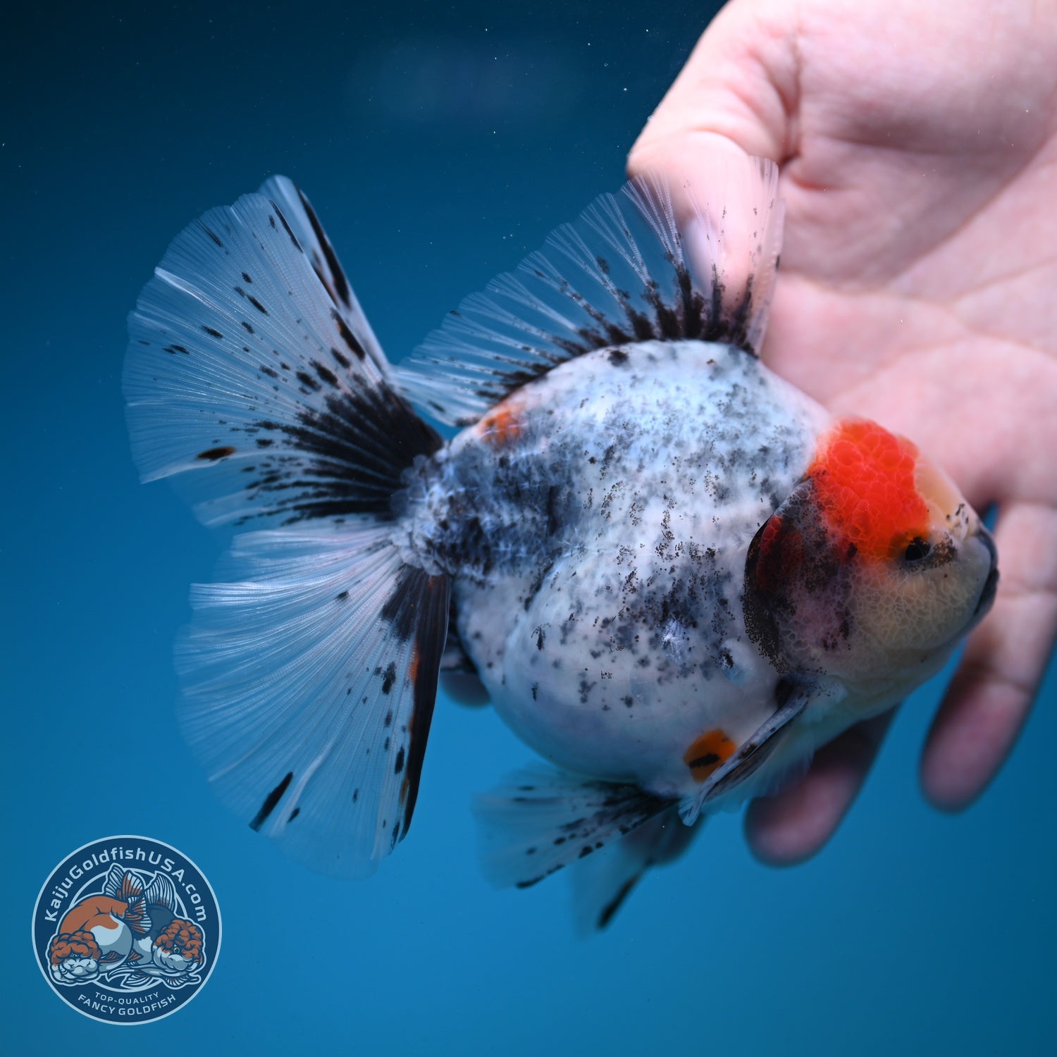 Ink Wash White Tiger Orchid Tail Oranda 4 inch Body (260821_OR02)