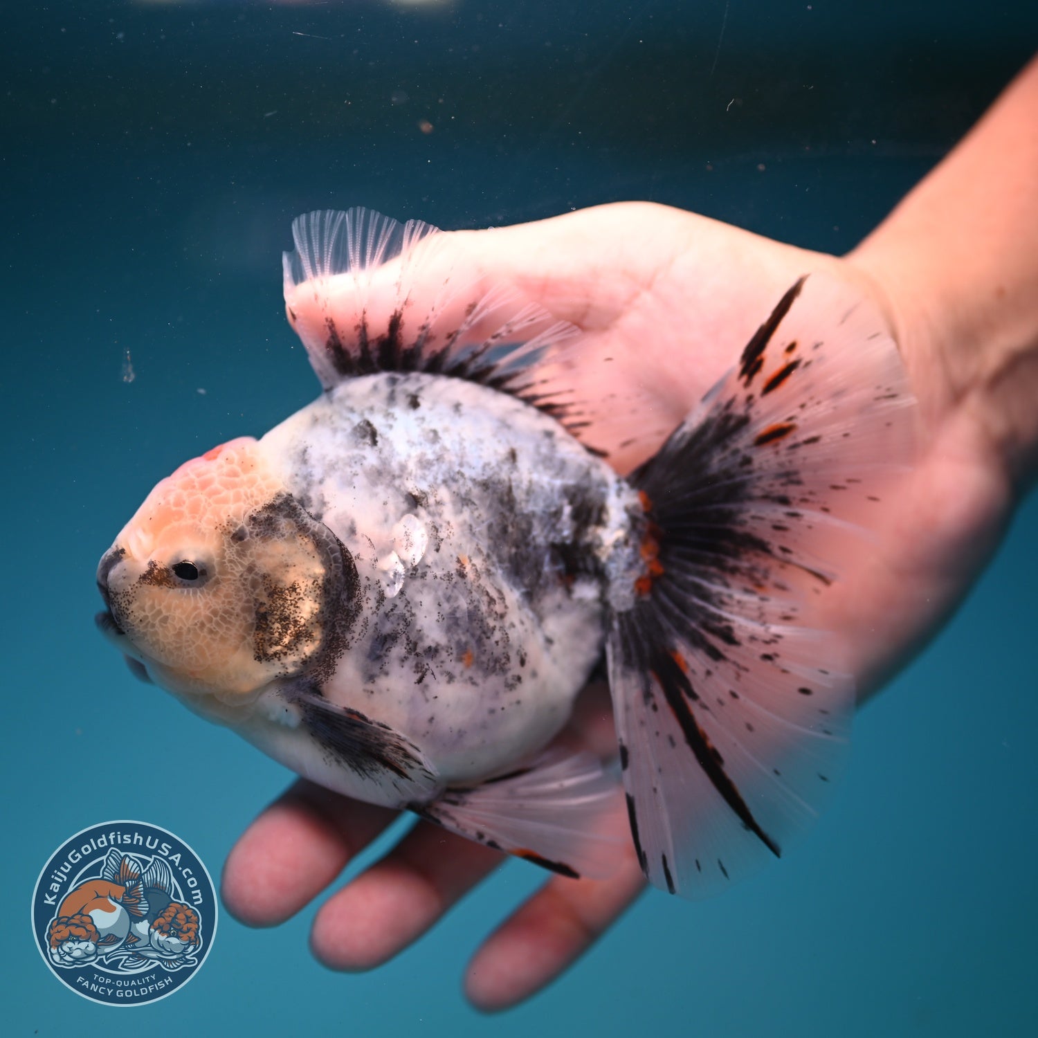 Ink Wash White Tiger Orchid Tail Oranda 4 inch Body (260821_OR02)