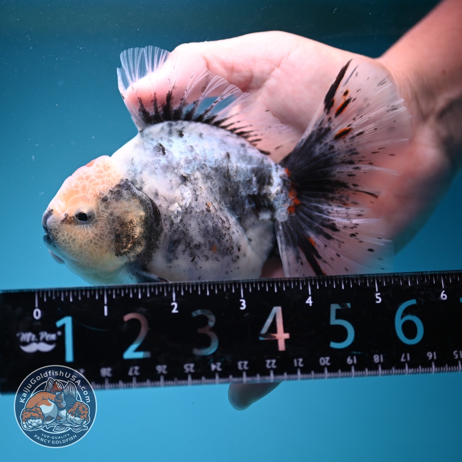Ink Wash White Tiger Orchid Tail Oranda 4 inch Body (260821_OR02)