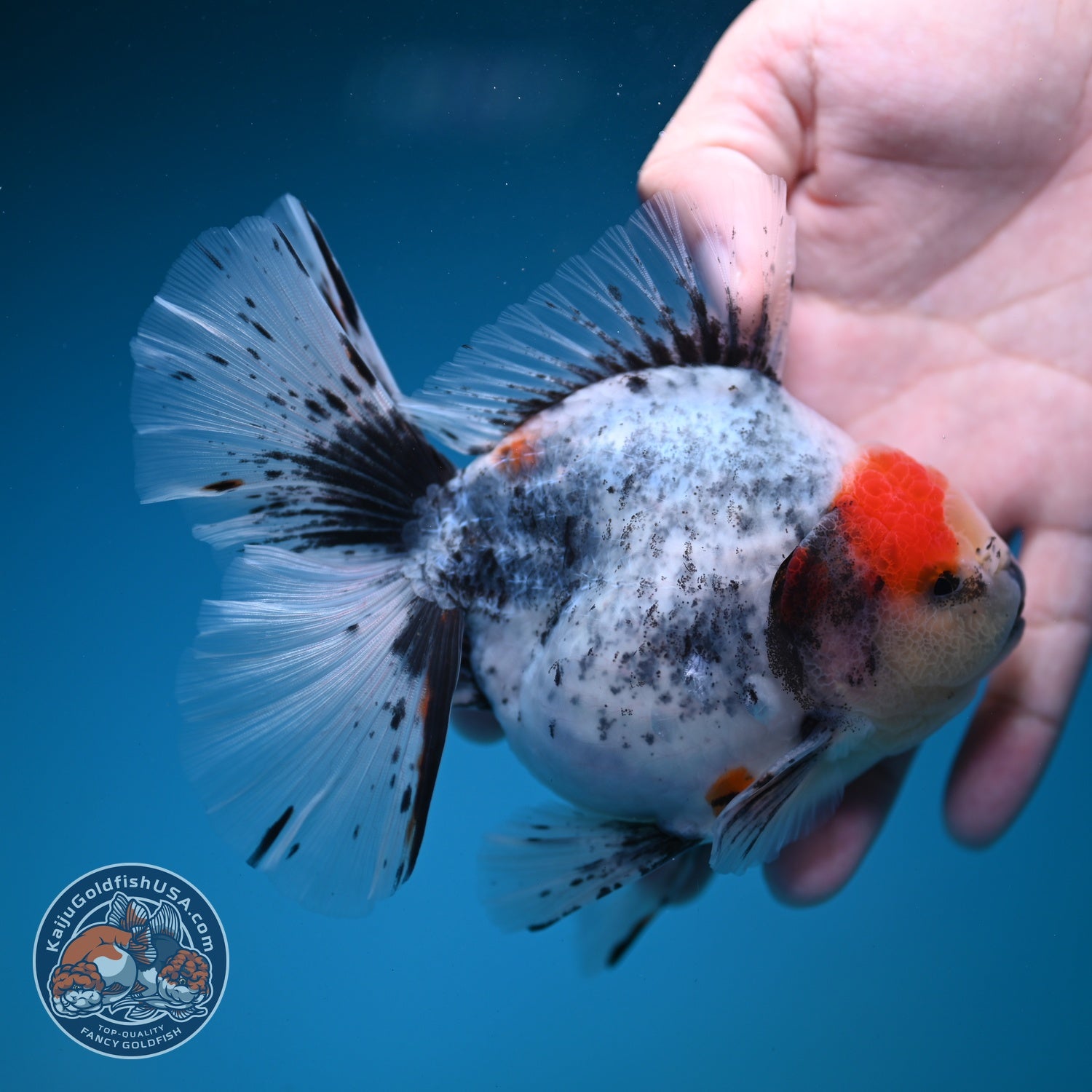Ink Wash White Tiger Orchid Tail Oranda 4 inch Body (260821_OR02)