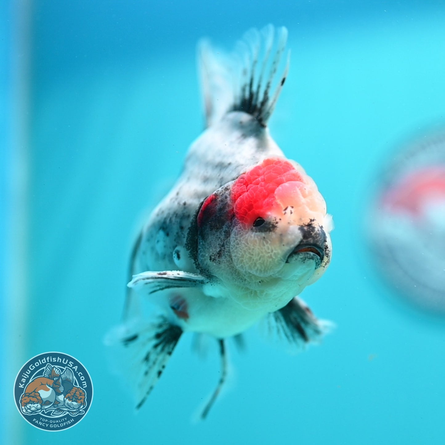 Ink Wash White Tiger Orchid Tail Oranda 4 inch Body (260821_OR02)