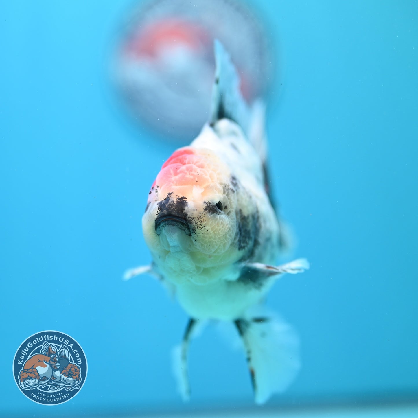 Ink Wash White Tiger Orchid Tail Oranda 4 inch Body (260821_OR02)