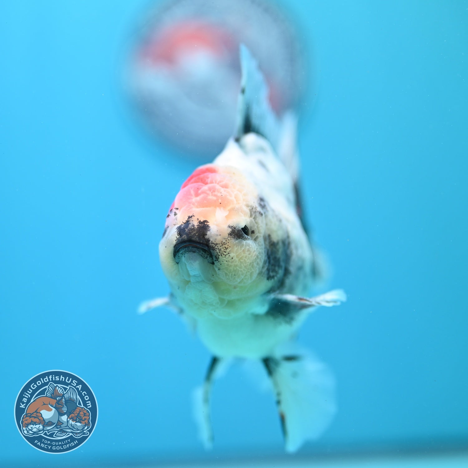 Ink Wash White Tiger Orchid Tail Oranda 4 inch Body (260821_OR02)
