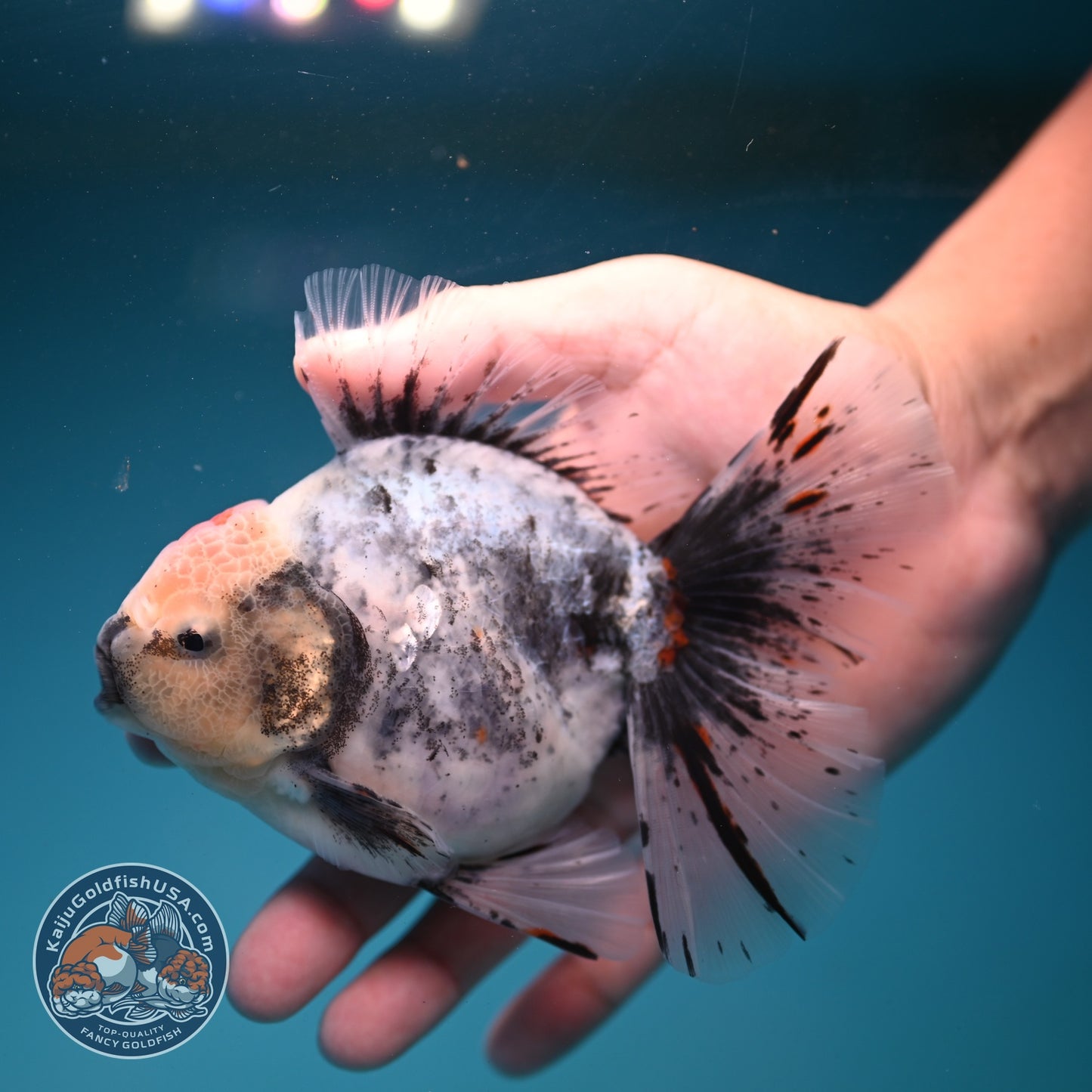 Ink Wash White Tiger Orchid Tail Oranda 4 inch Body (260821_OR02)