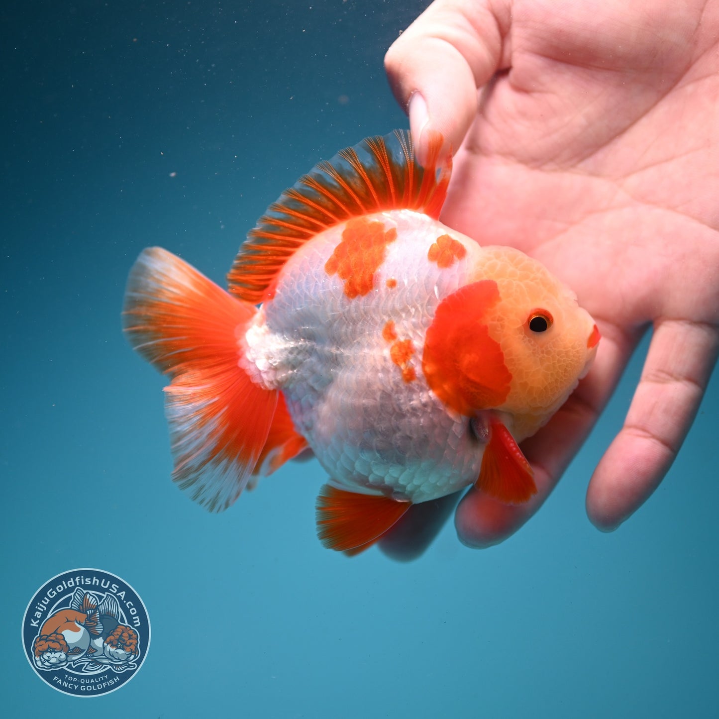 Jade Face Red White YuanBao Oranda 3.5 inch Body (260626_OR02)