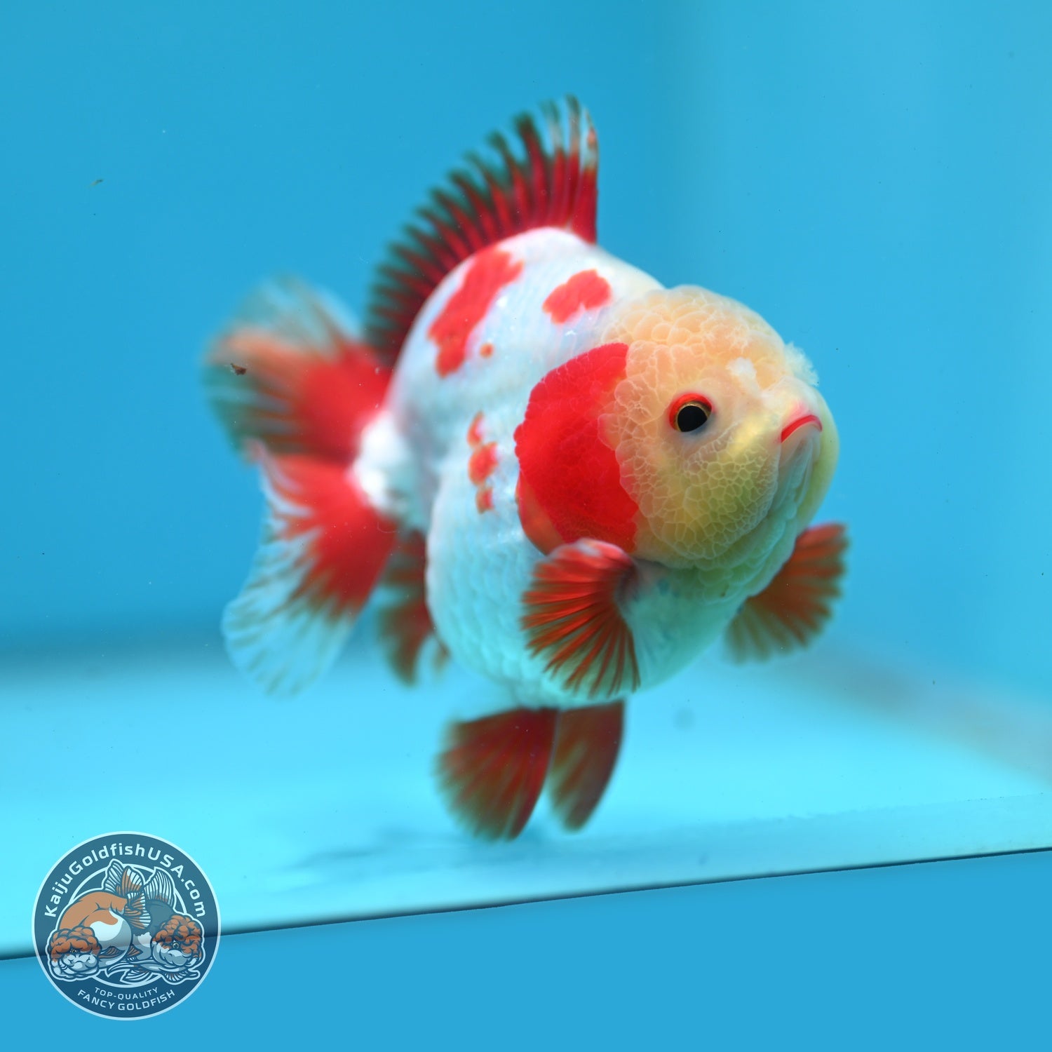 Jade Face Red White YuanBao Oranda 3.5 inch Body (260626_OR02)