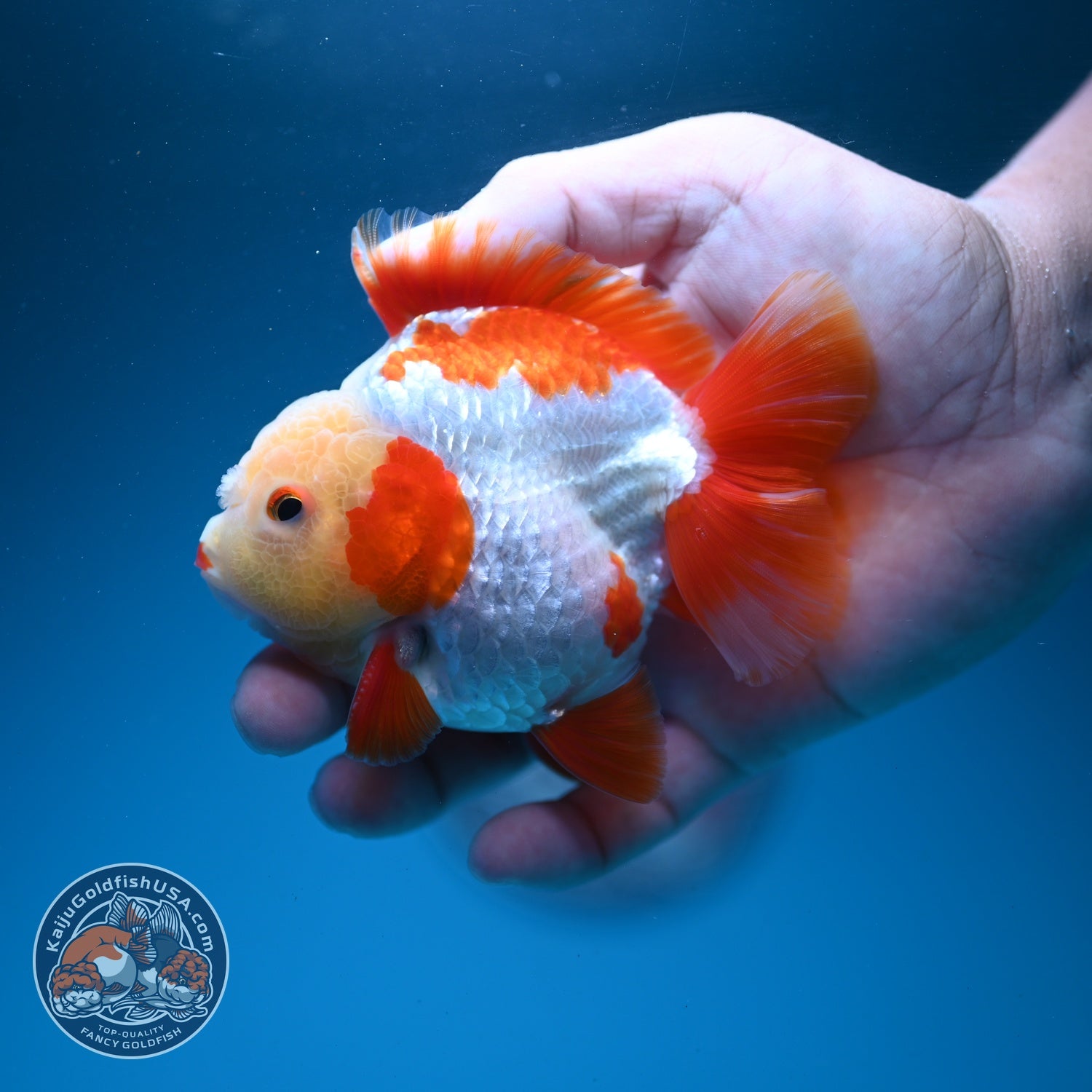 Jade Face Red White YuanBao Oranda 3.5 inch Body (260626_OR02)