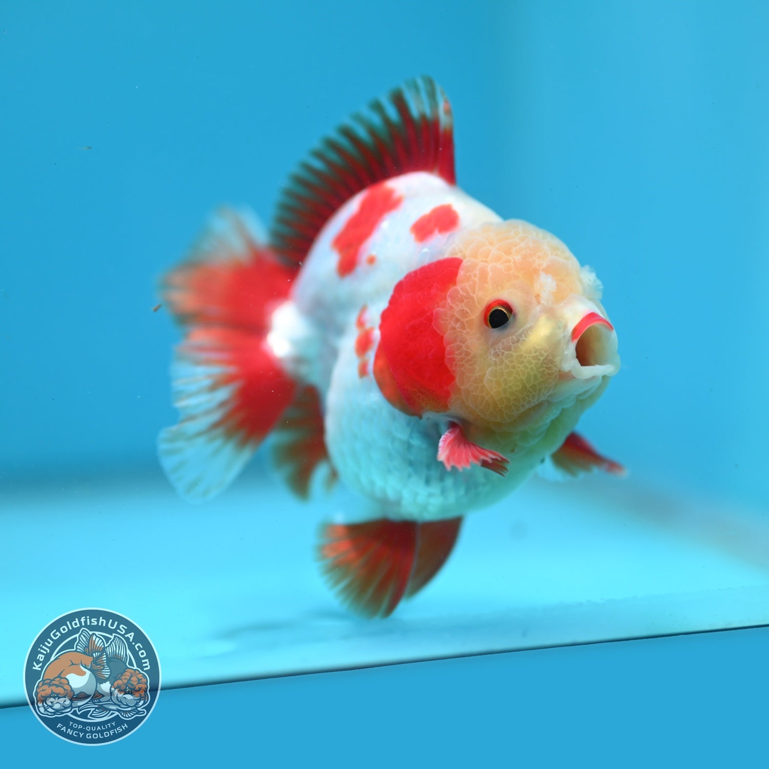 Jade Face Red White YuanBao Oranda 3.5 inch Body (260626_OR02)