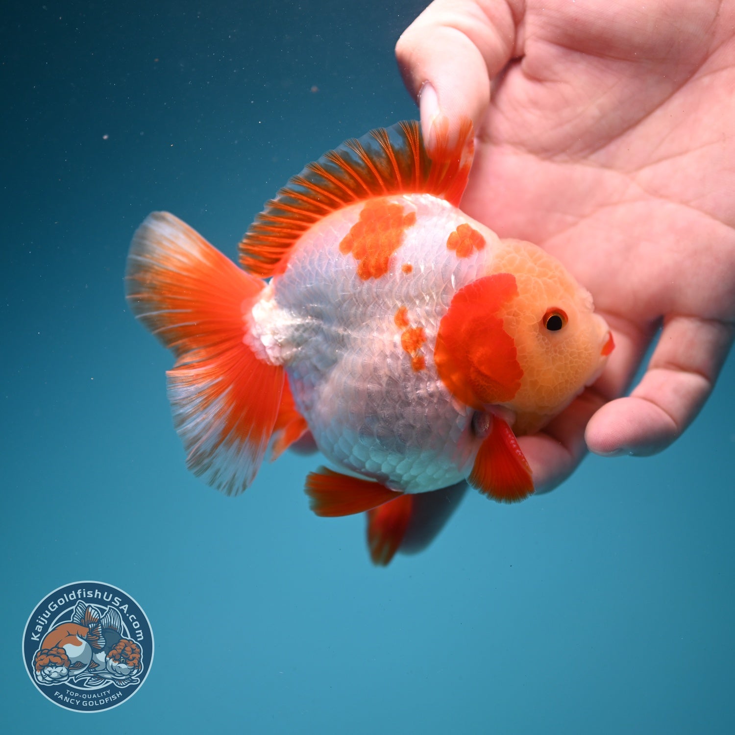 Jade Face Red White YuanBao Oranda 3.5 inch Body (260626_OR02)