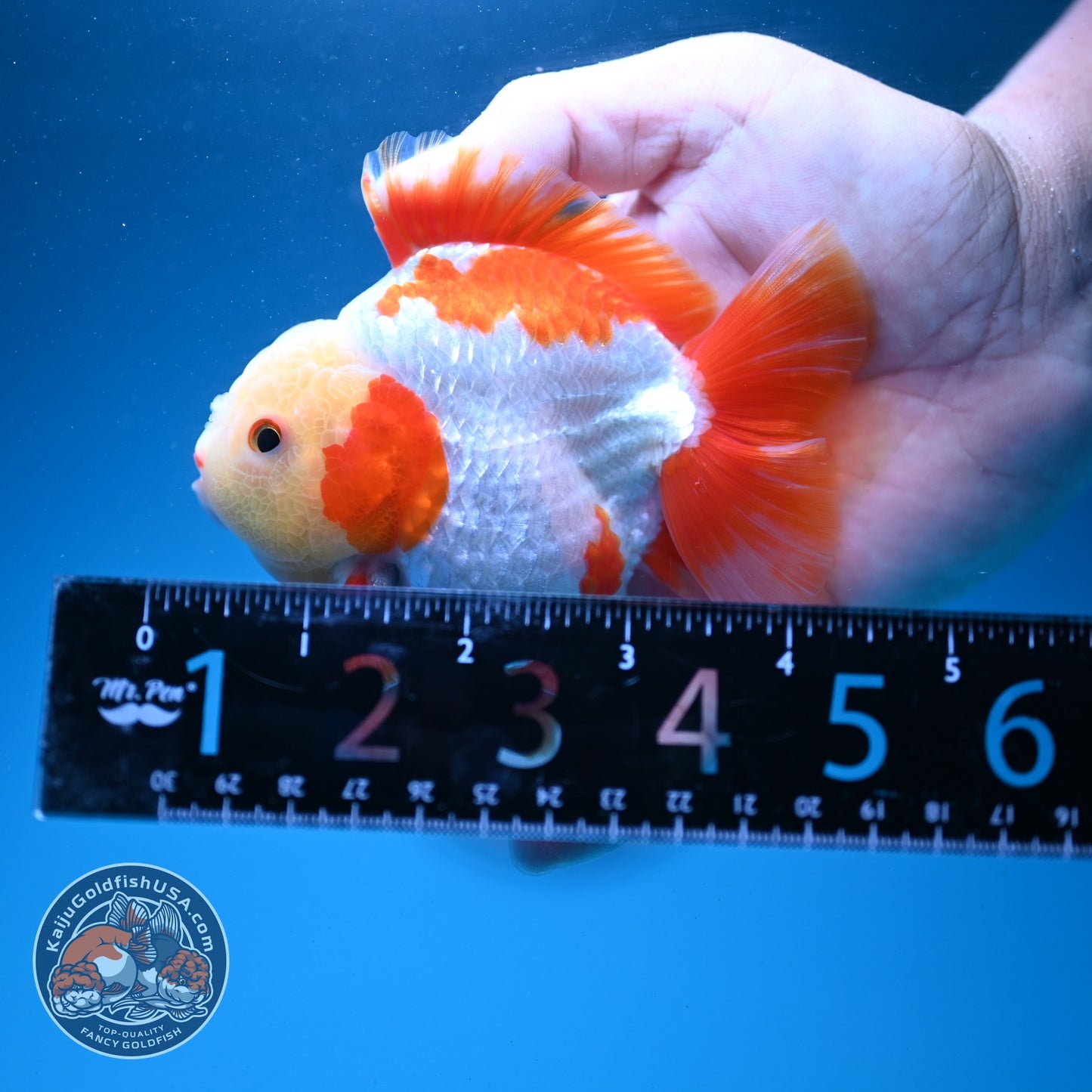 Jade Face Red White YuanBao Oranda 3.5 inch Body (260626_OR02)