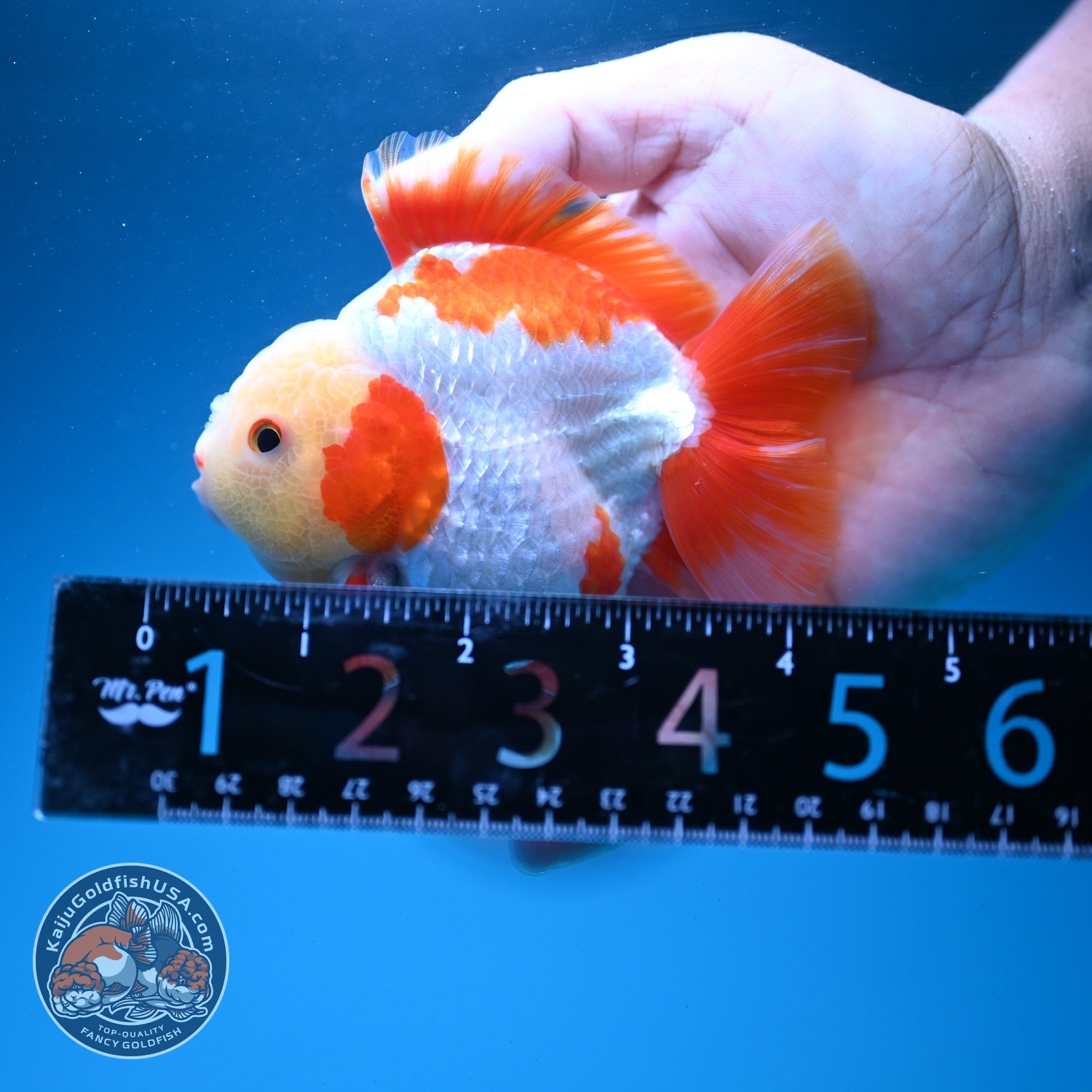 Jade Face Red White YuanBao Oranda 3.5 inch Body (260626_OR02)