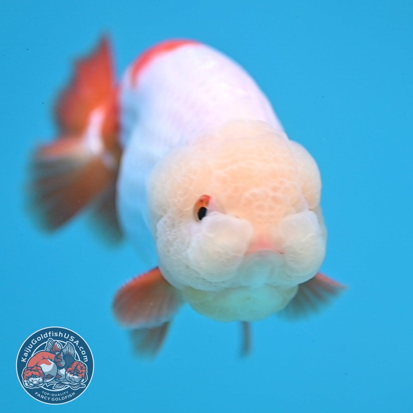 Jade Head Red White Buffalo Ranchu 4 inch Body (251205_RC01)