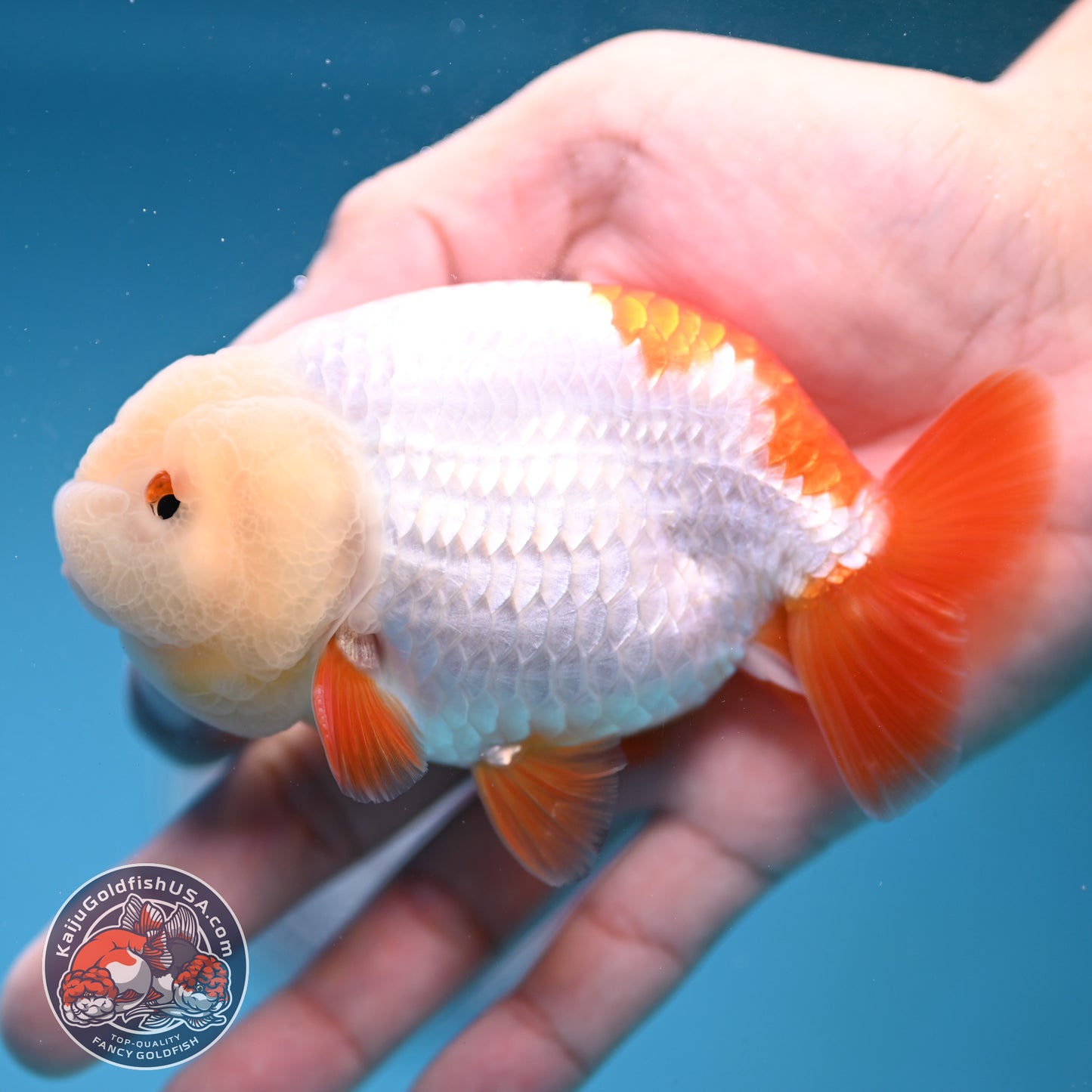 Jade Head Red White Buffalo Ranchu 4 inch Body (251205_RC01)